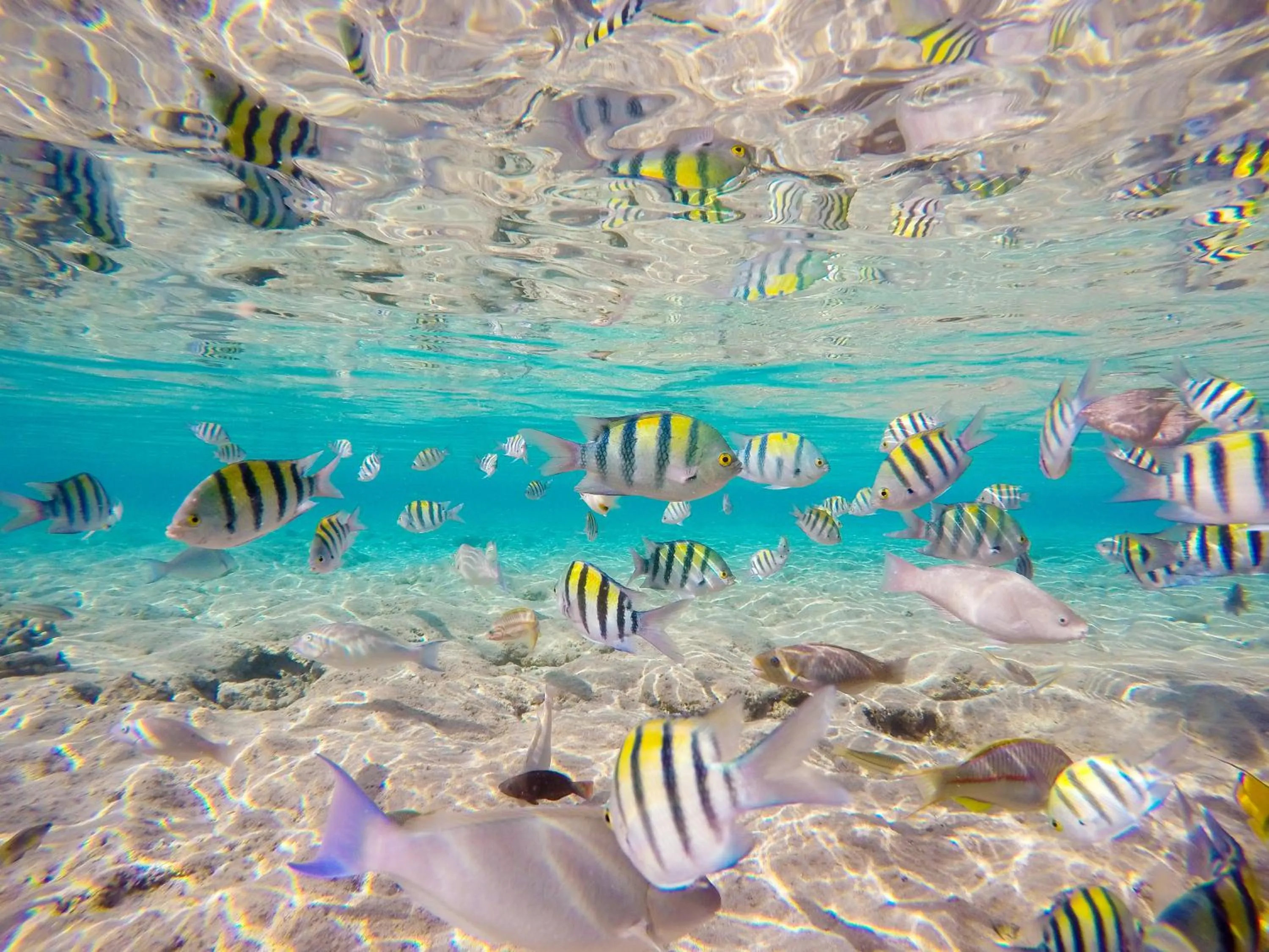 Property building, Other Animals in Thebonairian