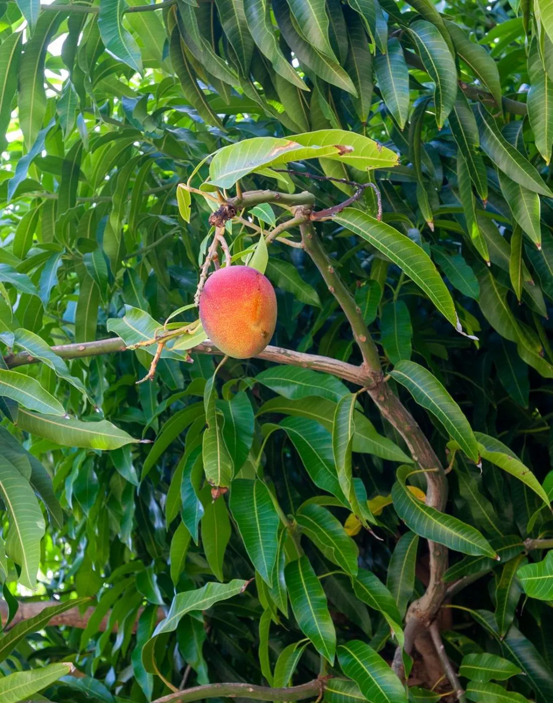 Garden view in Poipu Plantation Vacation Rentals