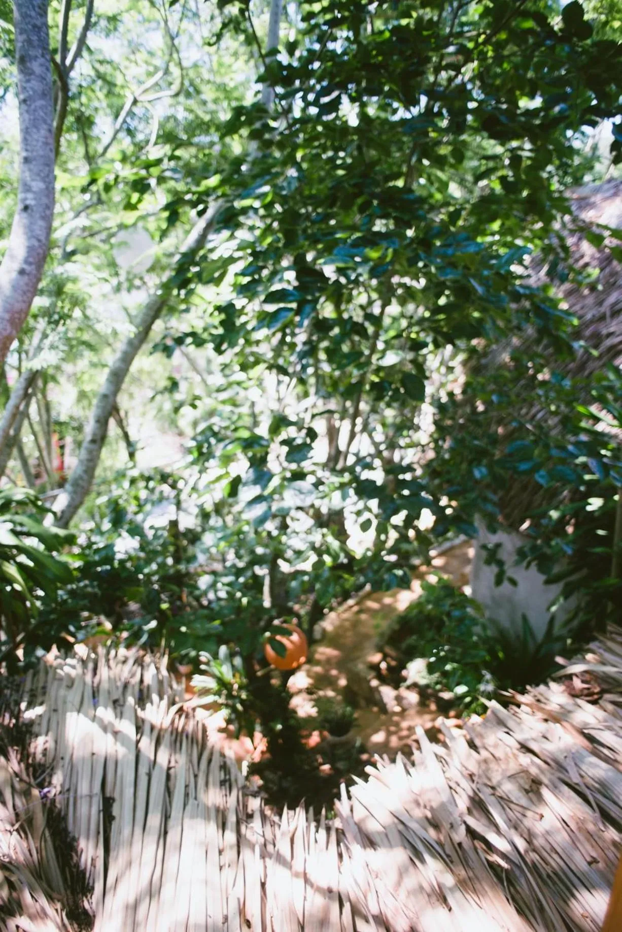 Spring in Đà Lạt Củi Homestay