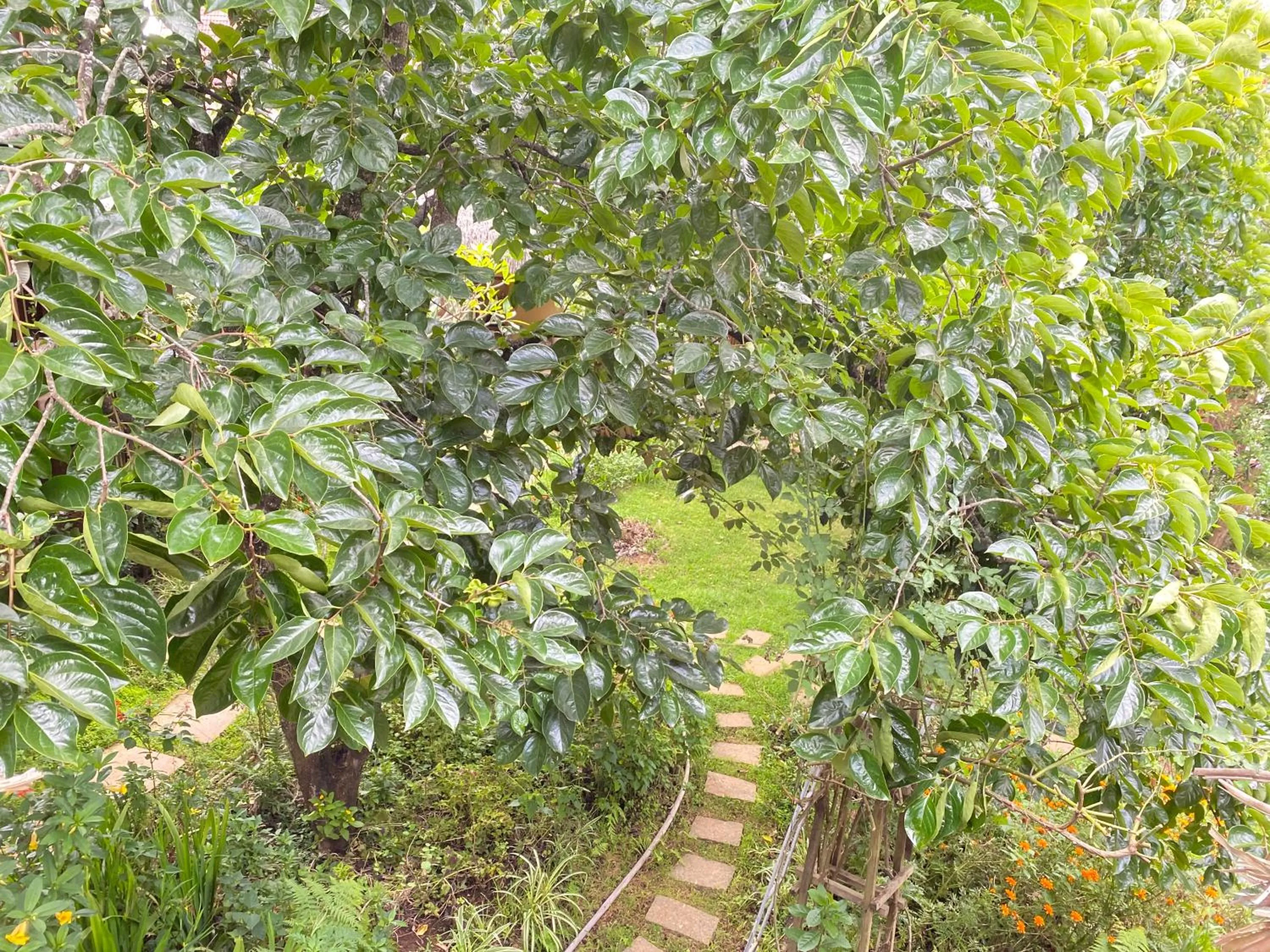 Garden in Đà Lạt Củi Homestay
