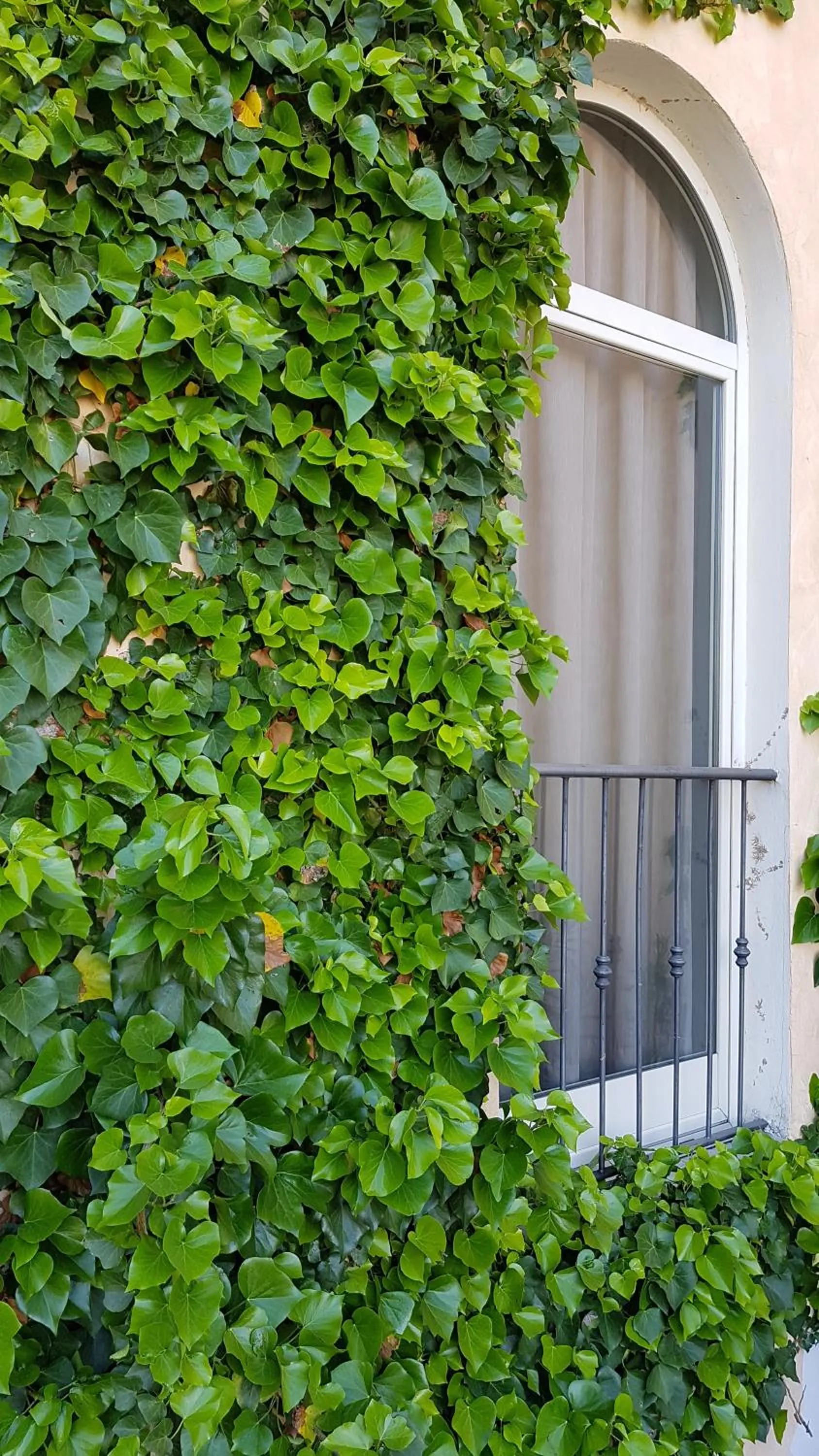 Garden in Hotel Mediterraneo
