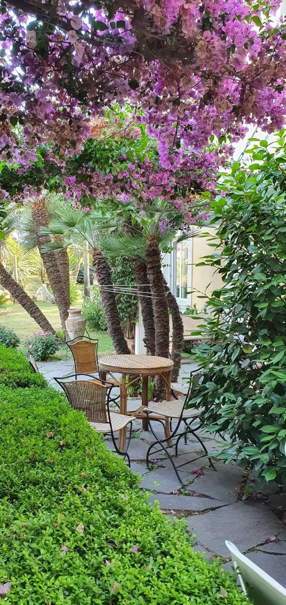 Garden in Hotel Mediterraneo