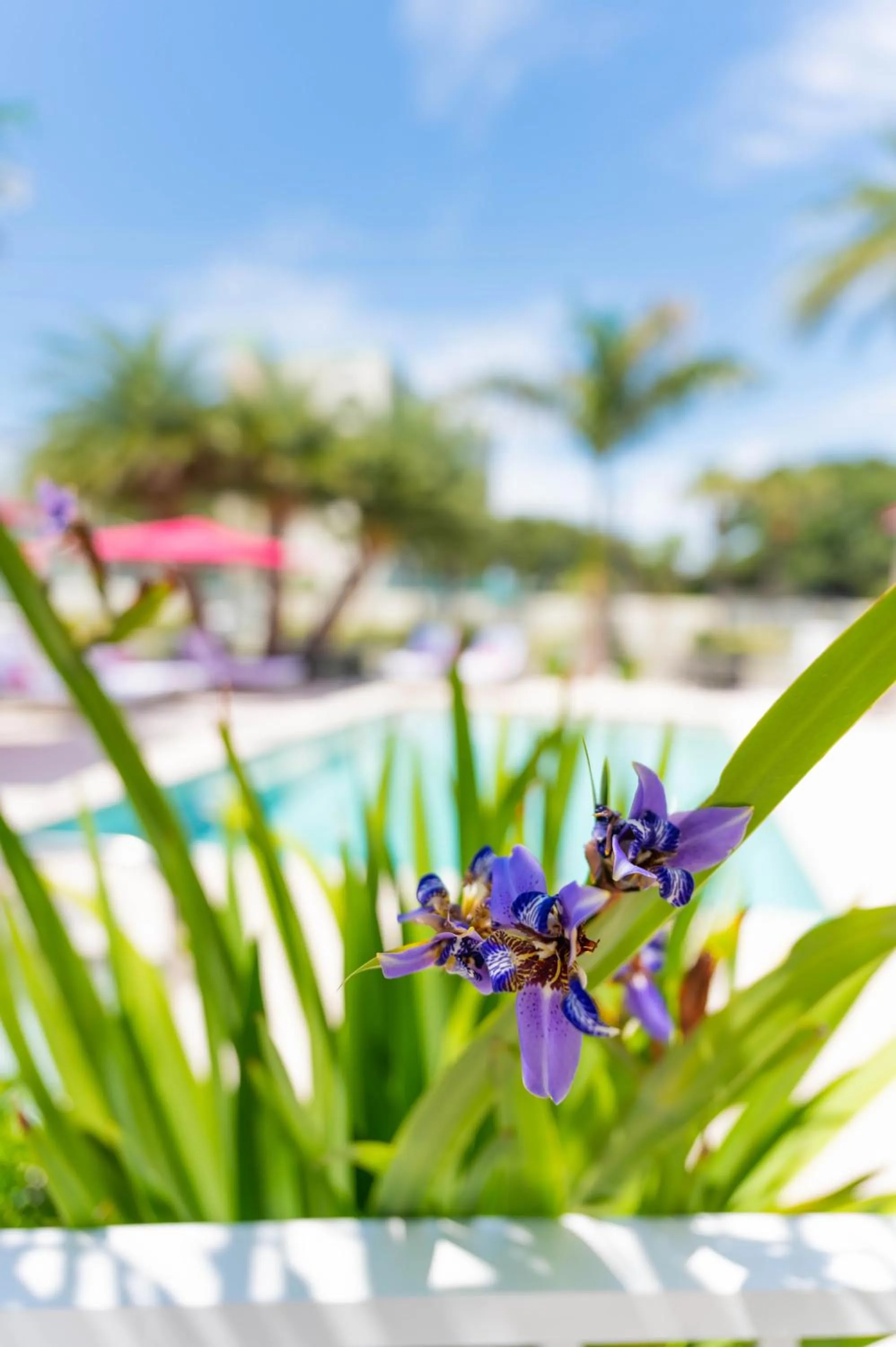 Swimming pool in The Saint Hotel