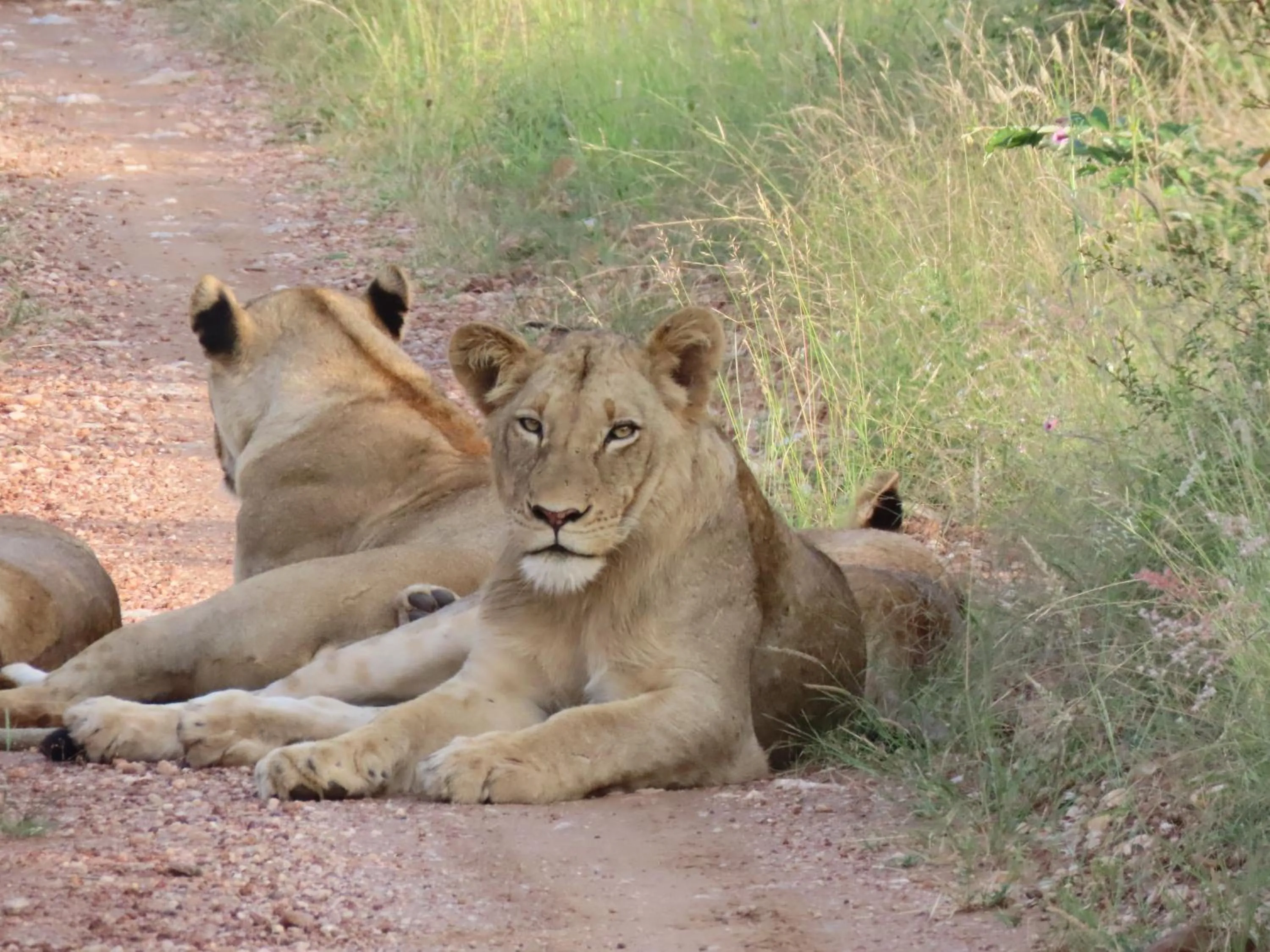 Animals in Muweti Bush Lodge