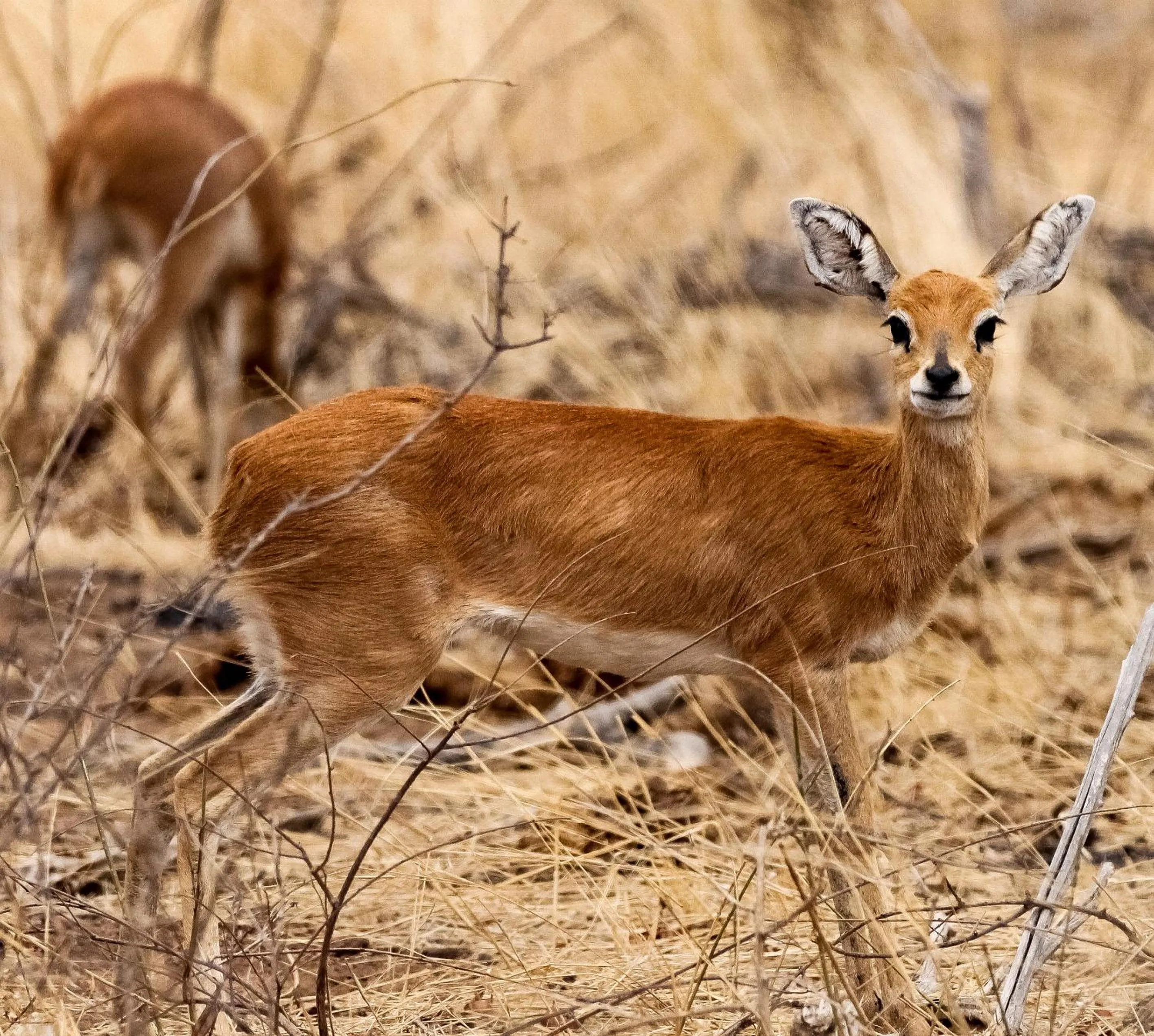 Animals in Muweti Bush Lodge