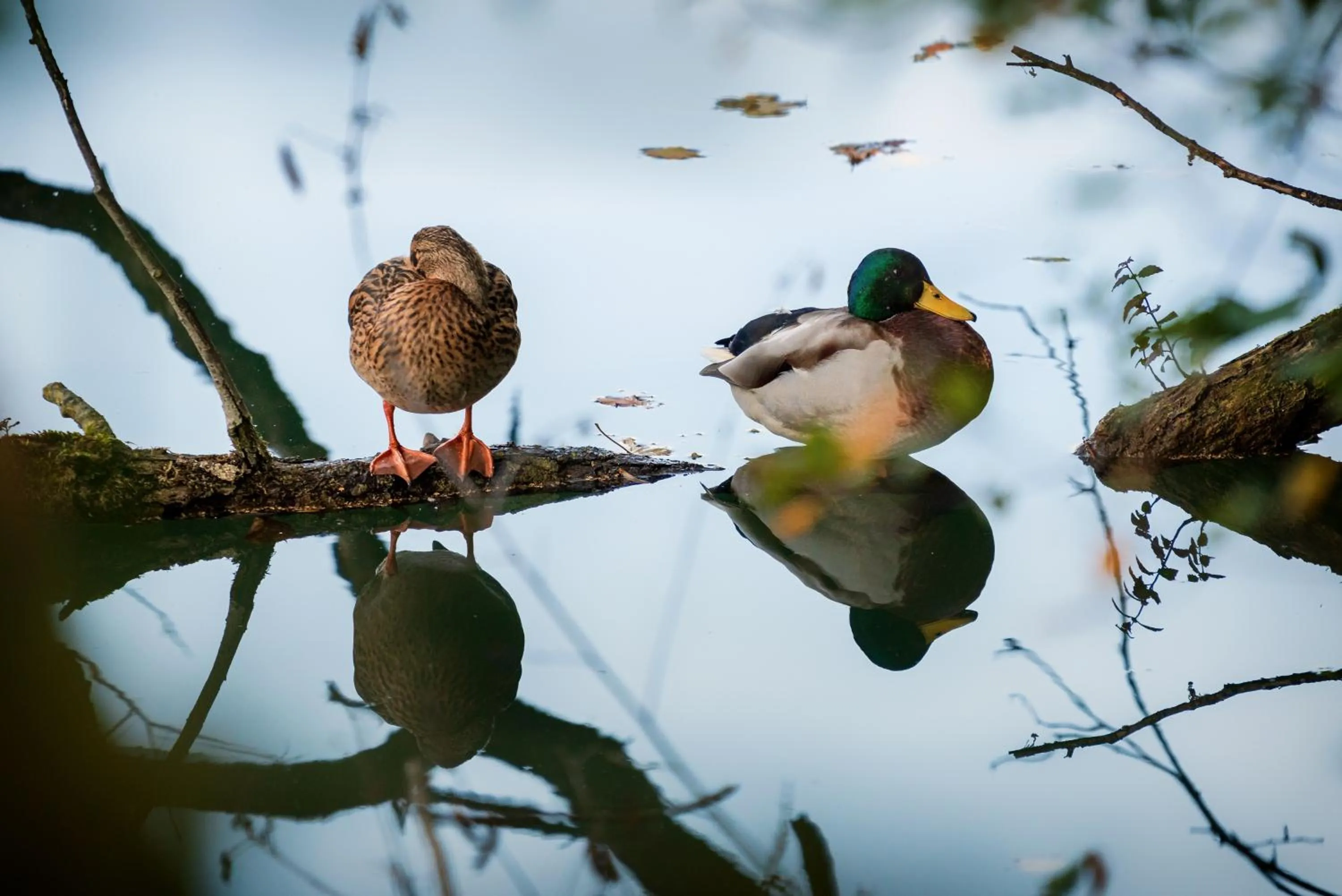 Natural landscape in Motel Hohenems