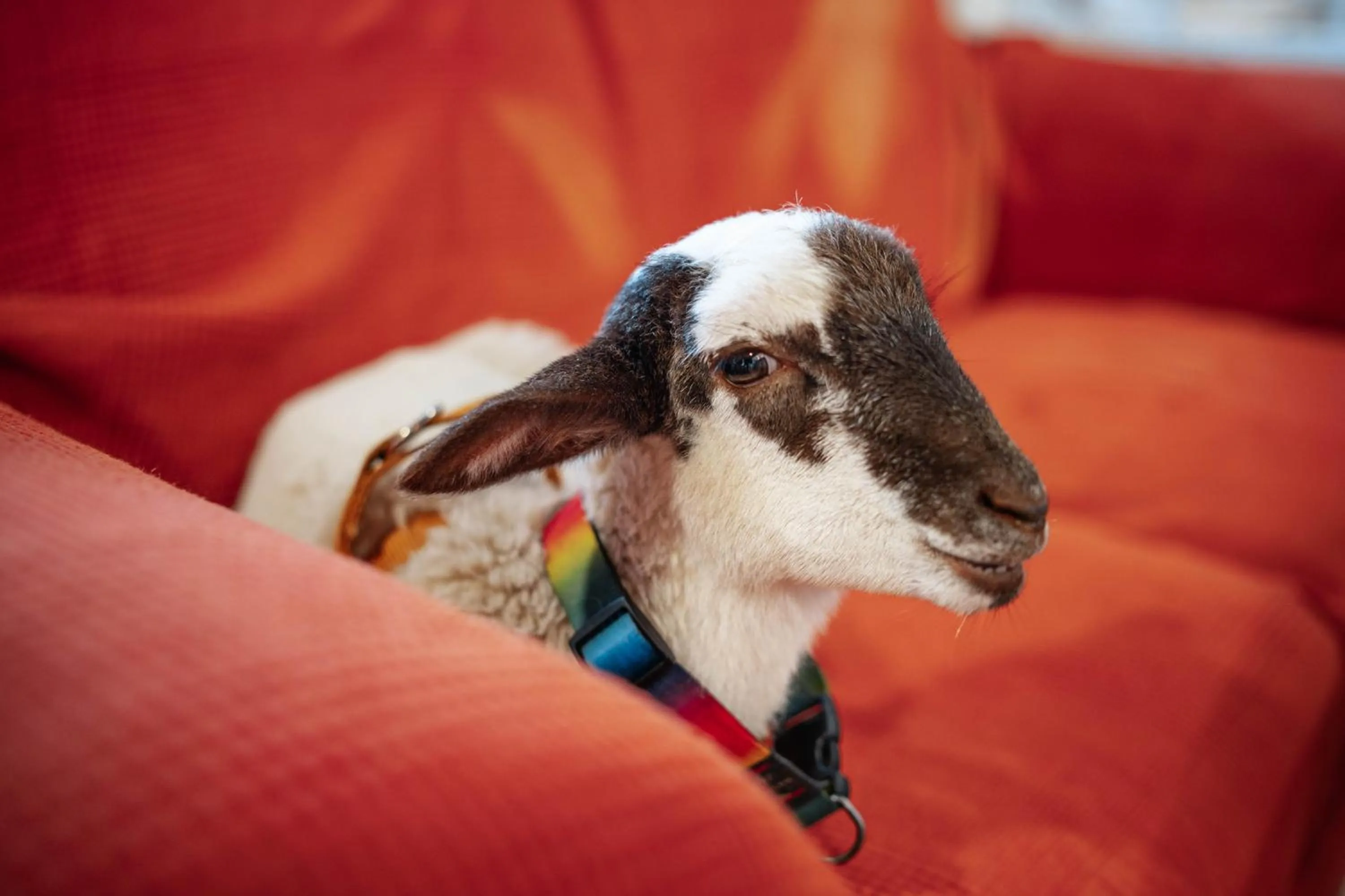 Animals in HOTELITO RURAL GA7COLORES only adult