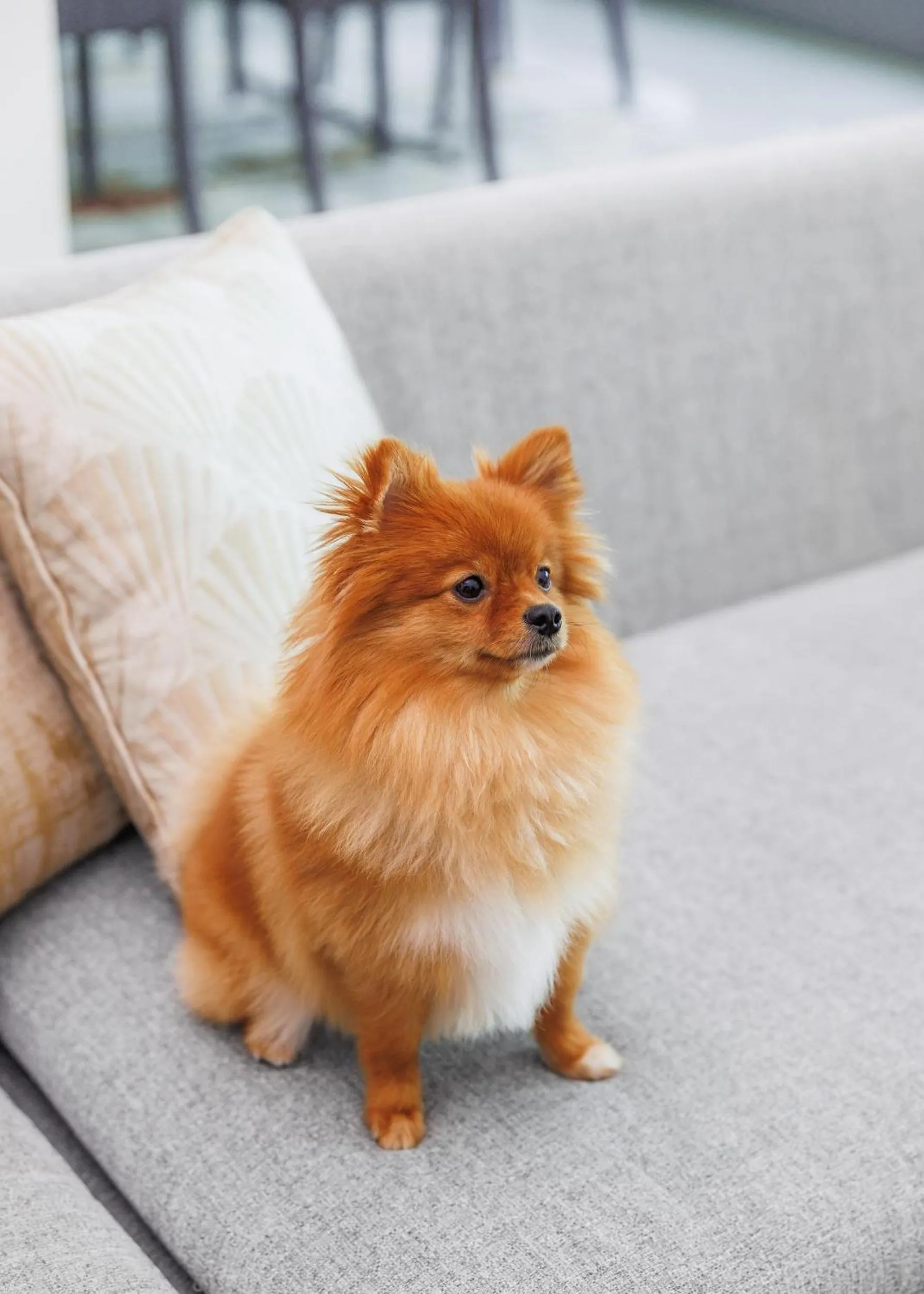 Pets in Jumeirah Living World Trade Centre Dubai