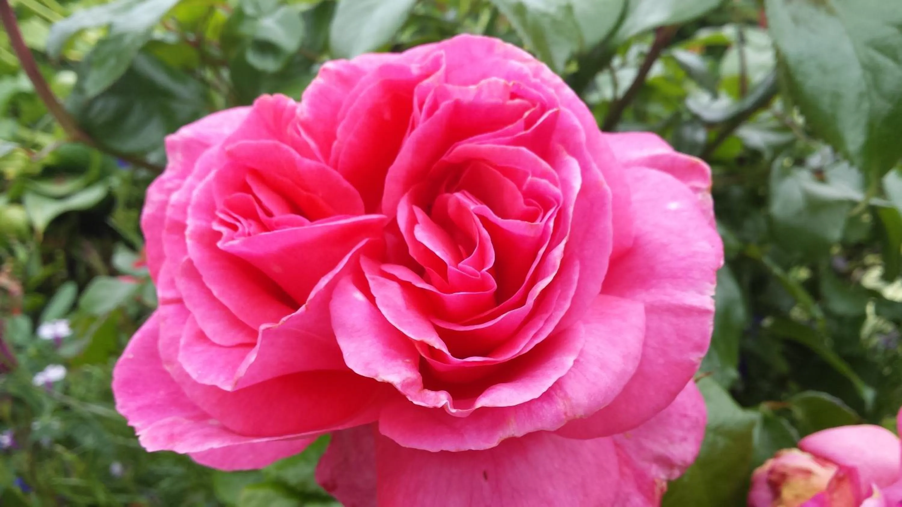 Garden view in Riverwalk House B&B