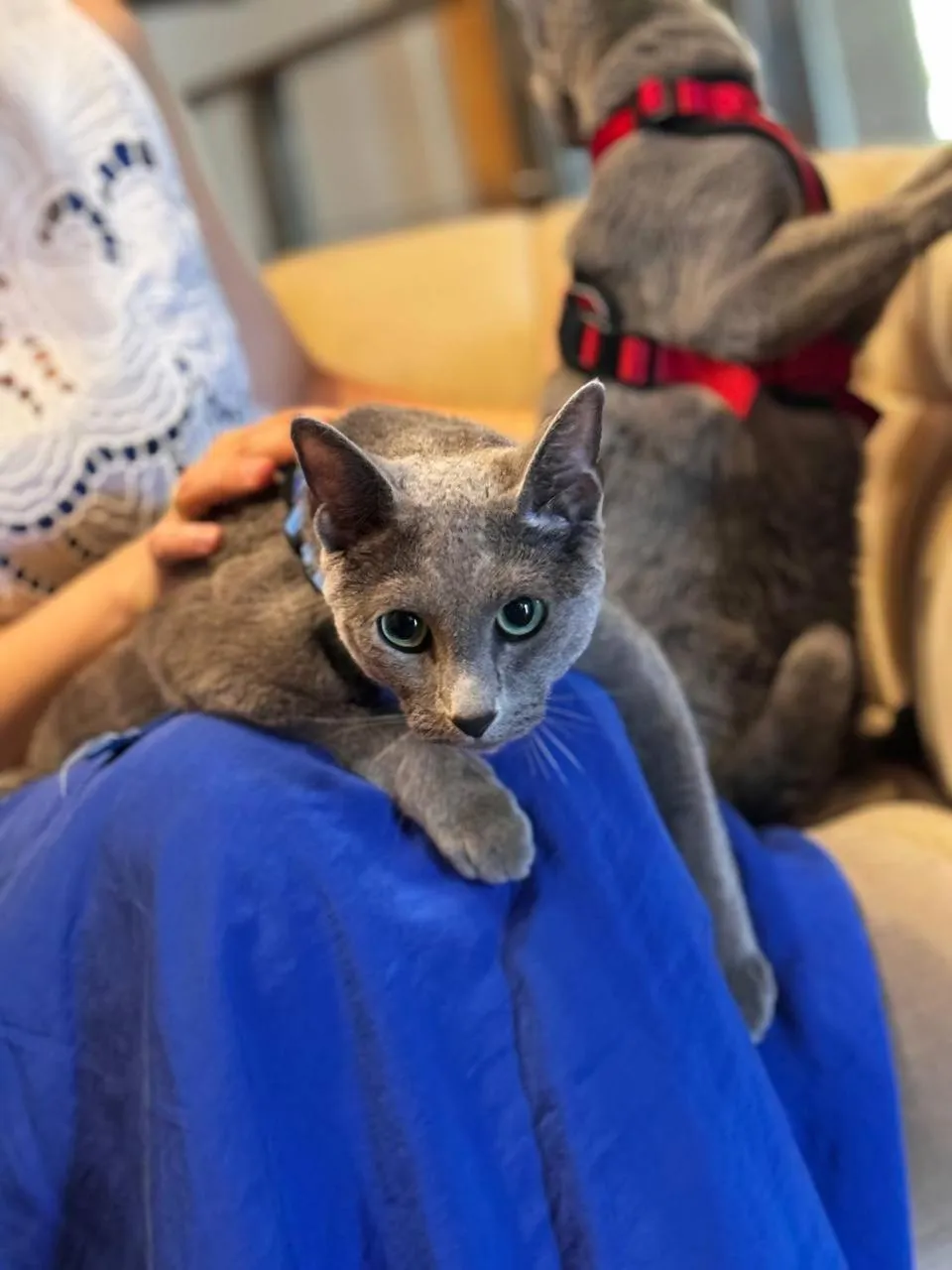 pet friendly in Jonathan Spa Estate