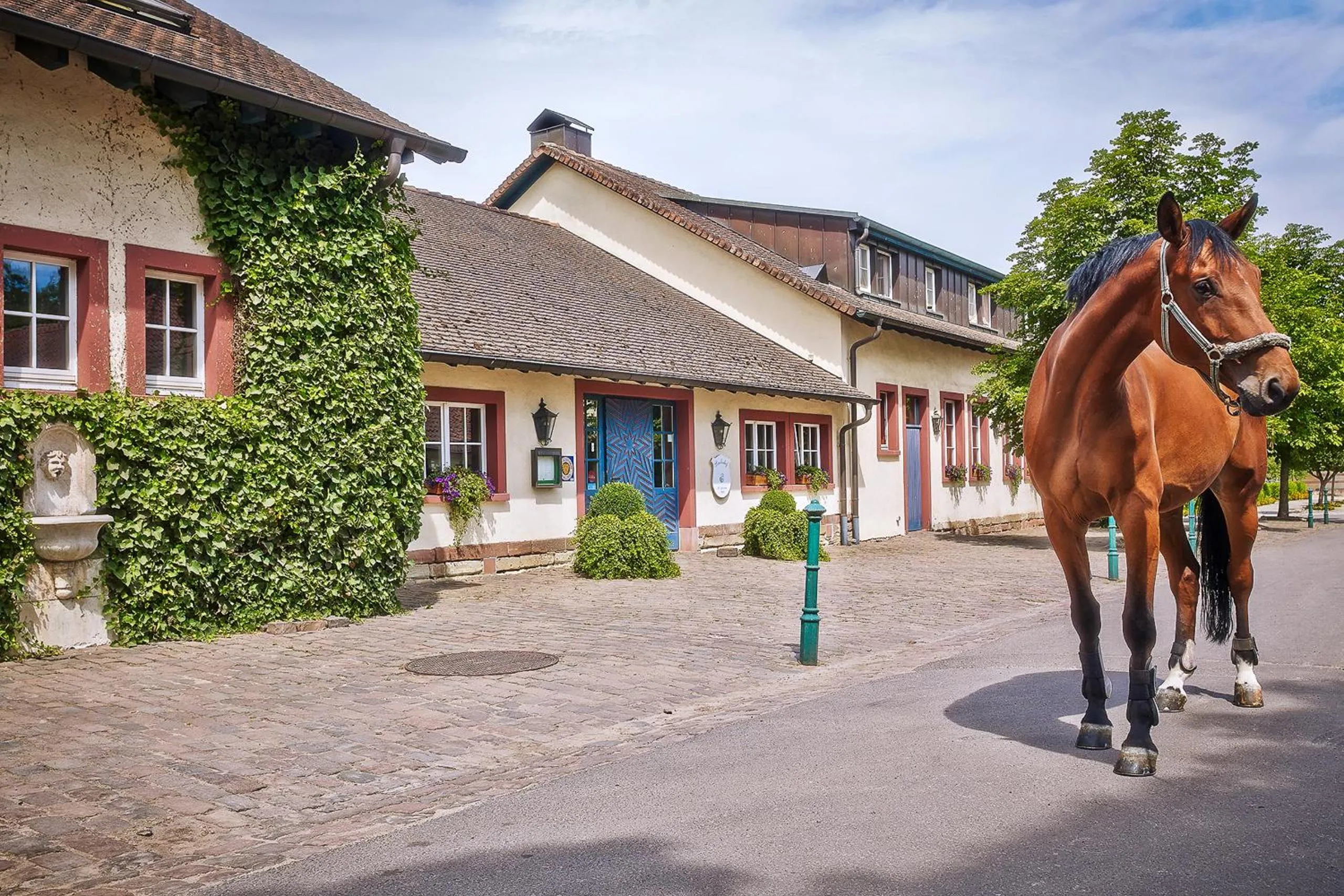 Horse-riding in Der Linslerhof - Hotel, Restaurant, Events & Natur