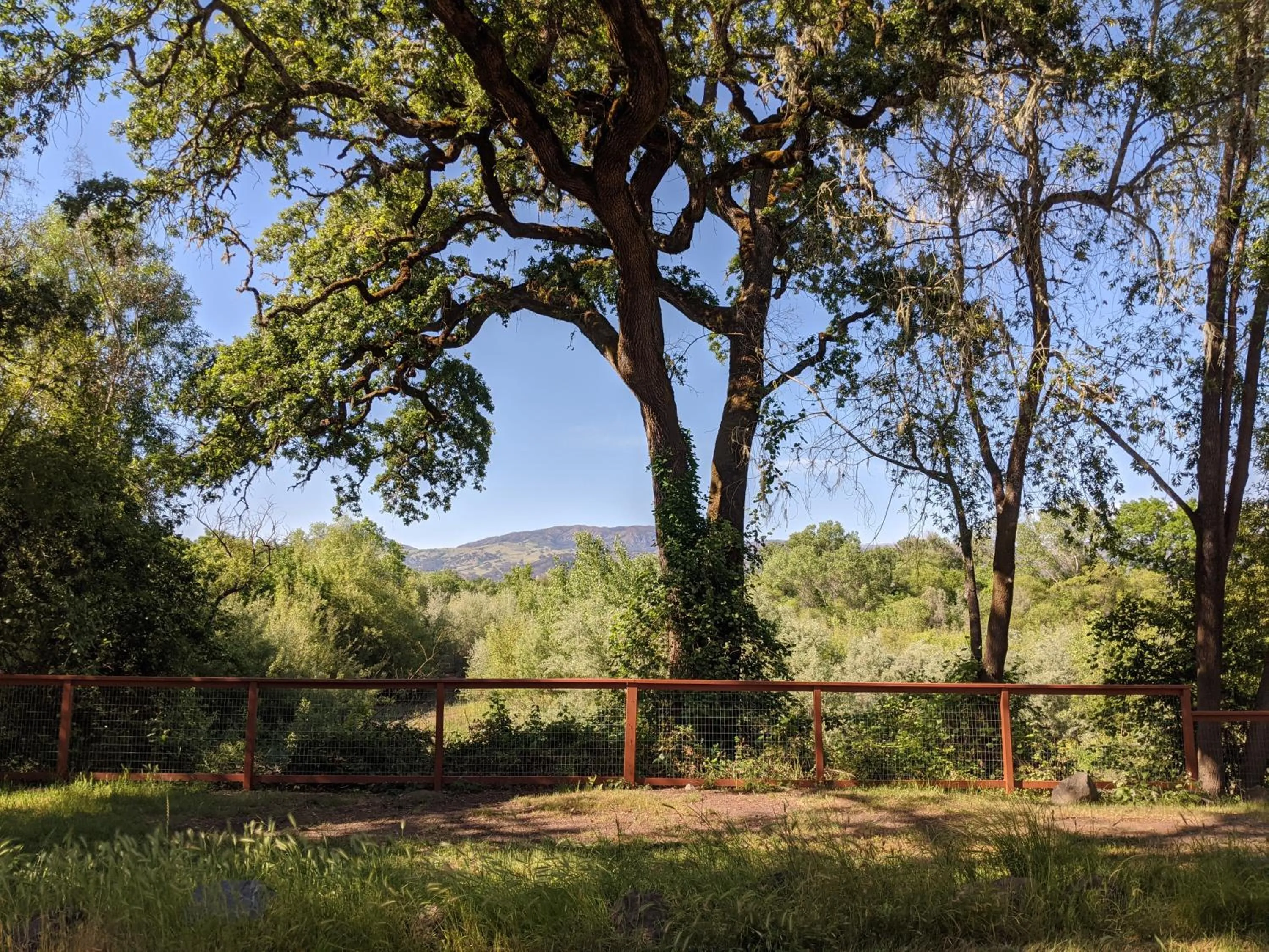 Mountain view in Wildhaven Sonoma Glamping