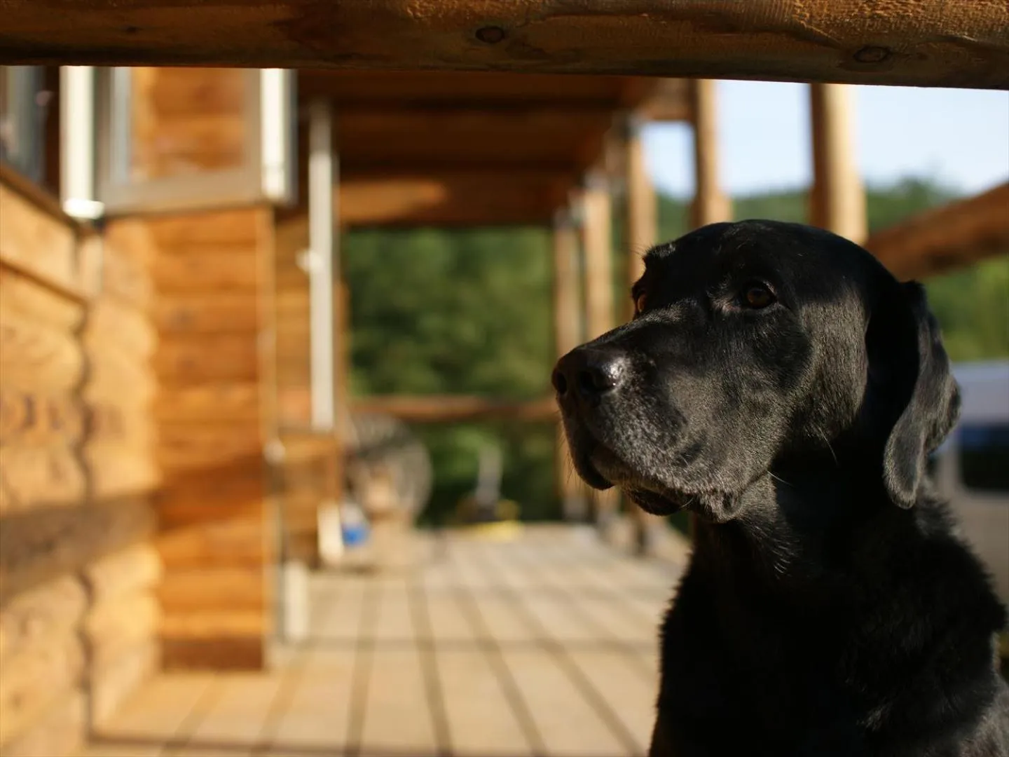 Pets in Minanonno Play Village