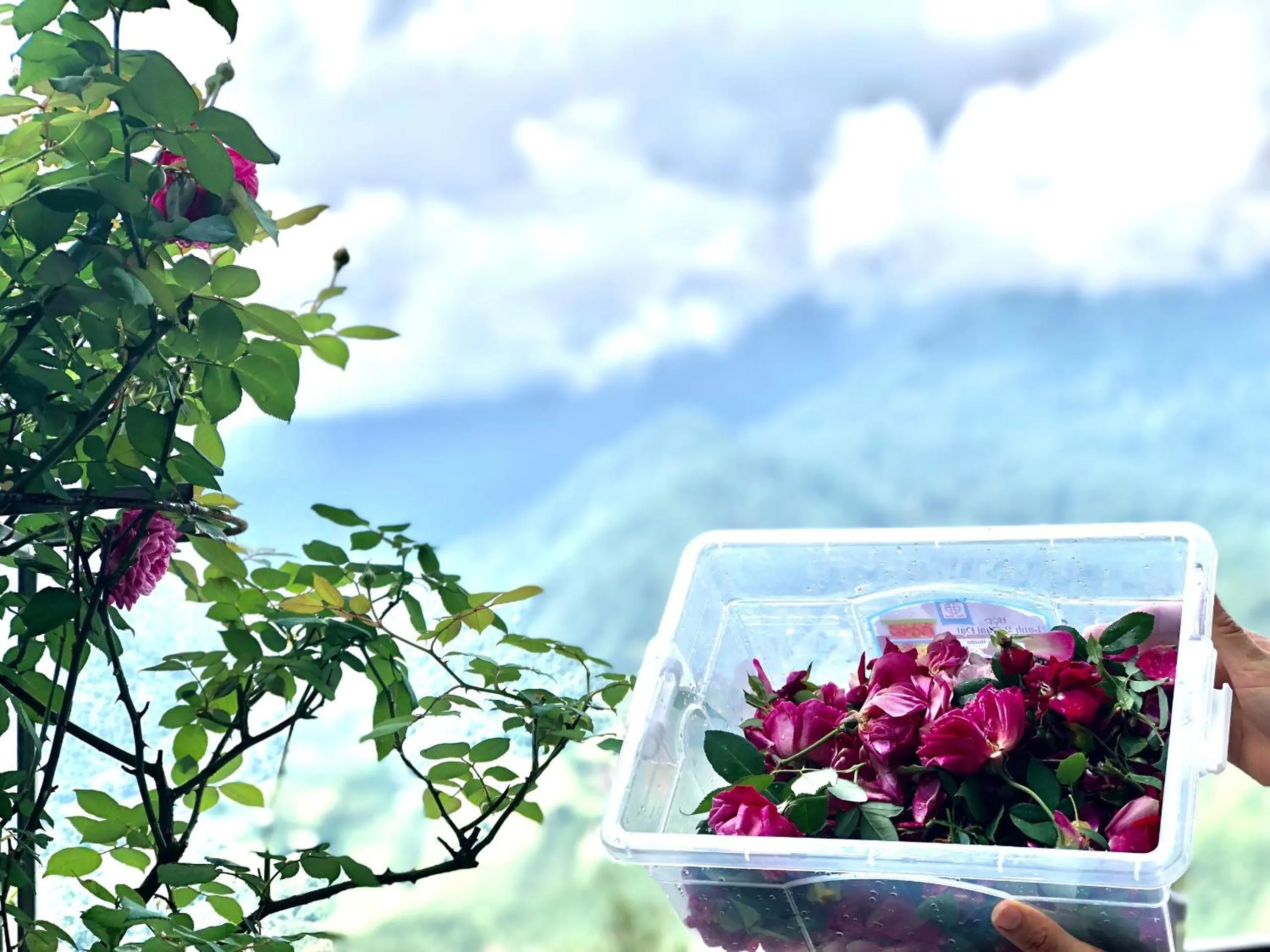 Cat Cat Galerie d’Art