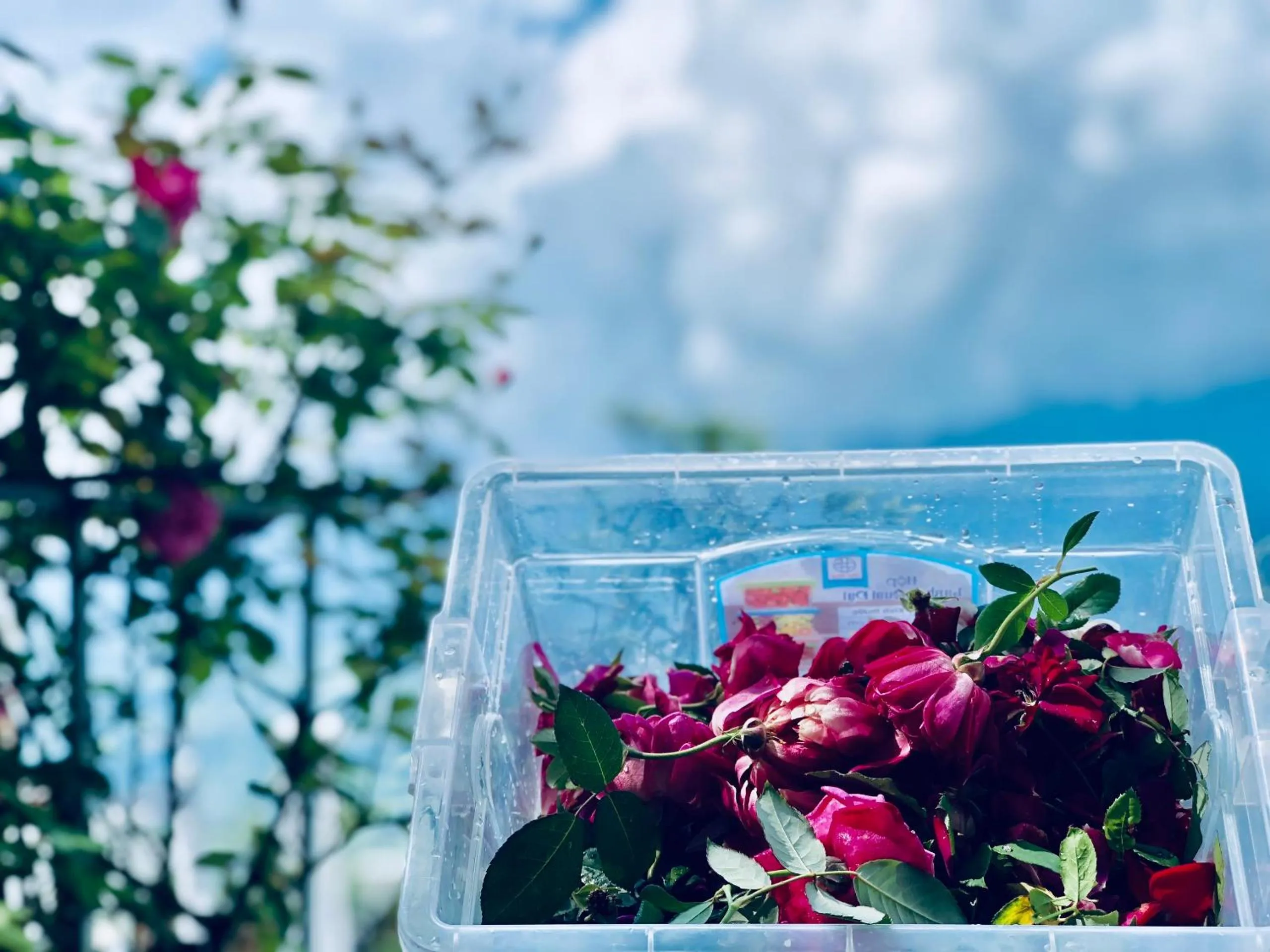 Cat Cat Galerie d’Art