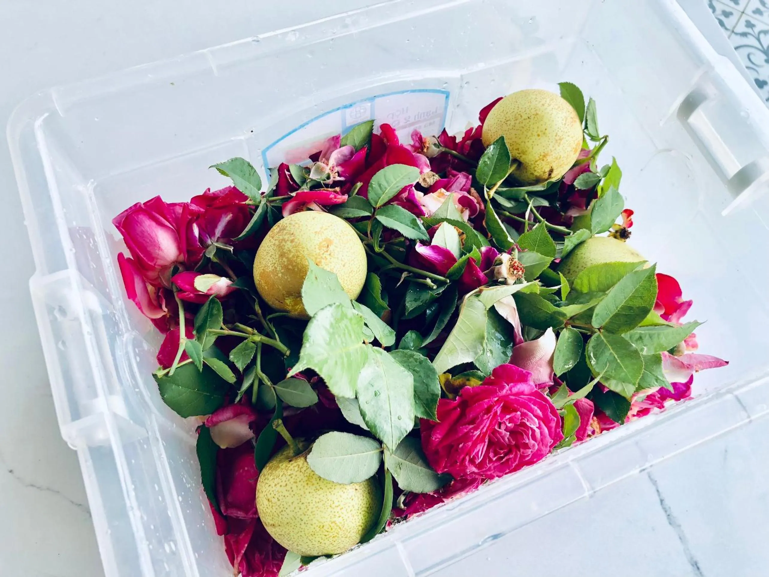 Cat Cat Galerie d’Art