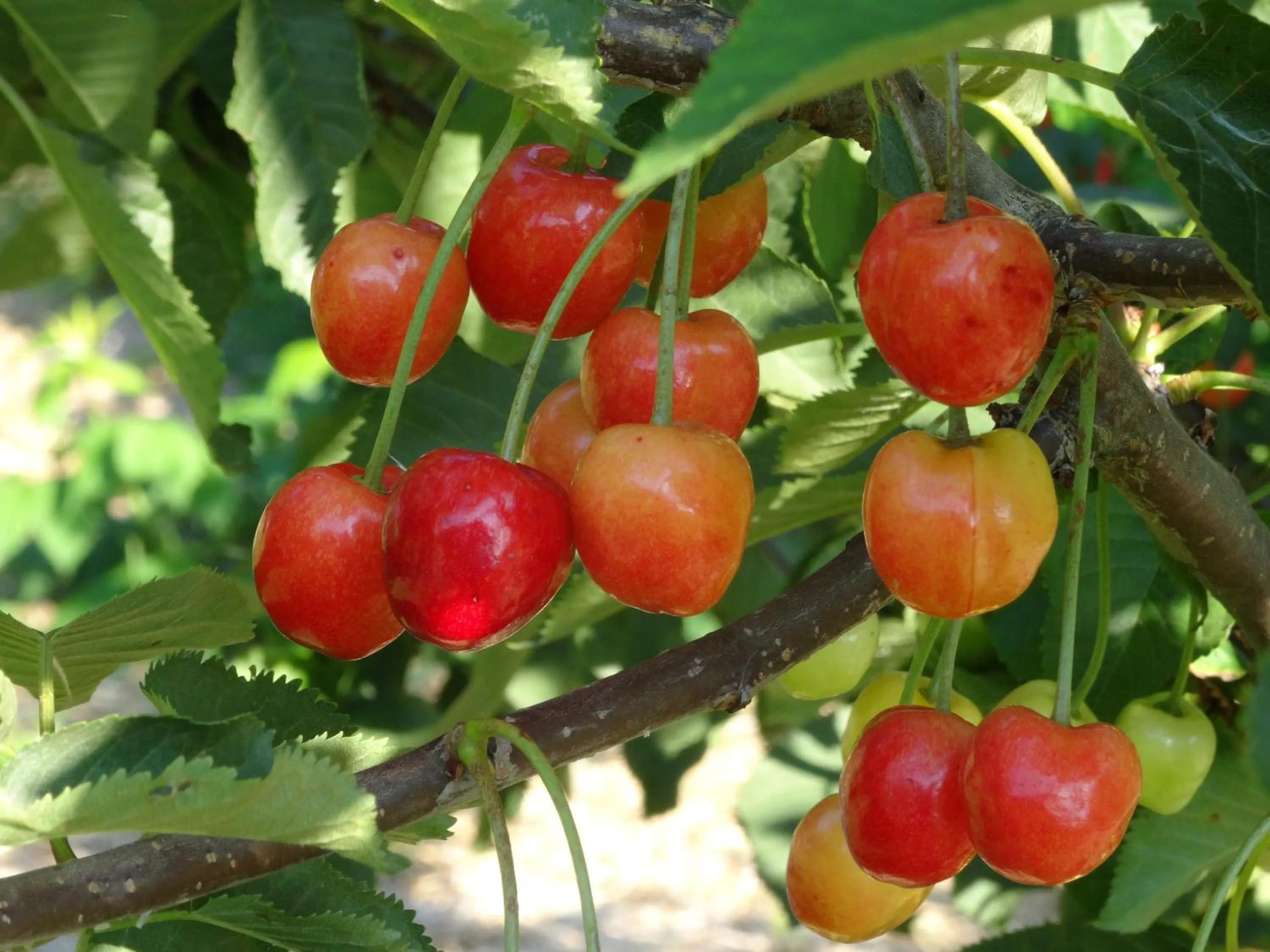 Natural landscape in Pałac Cieleśnica