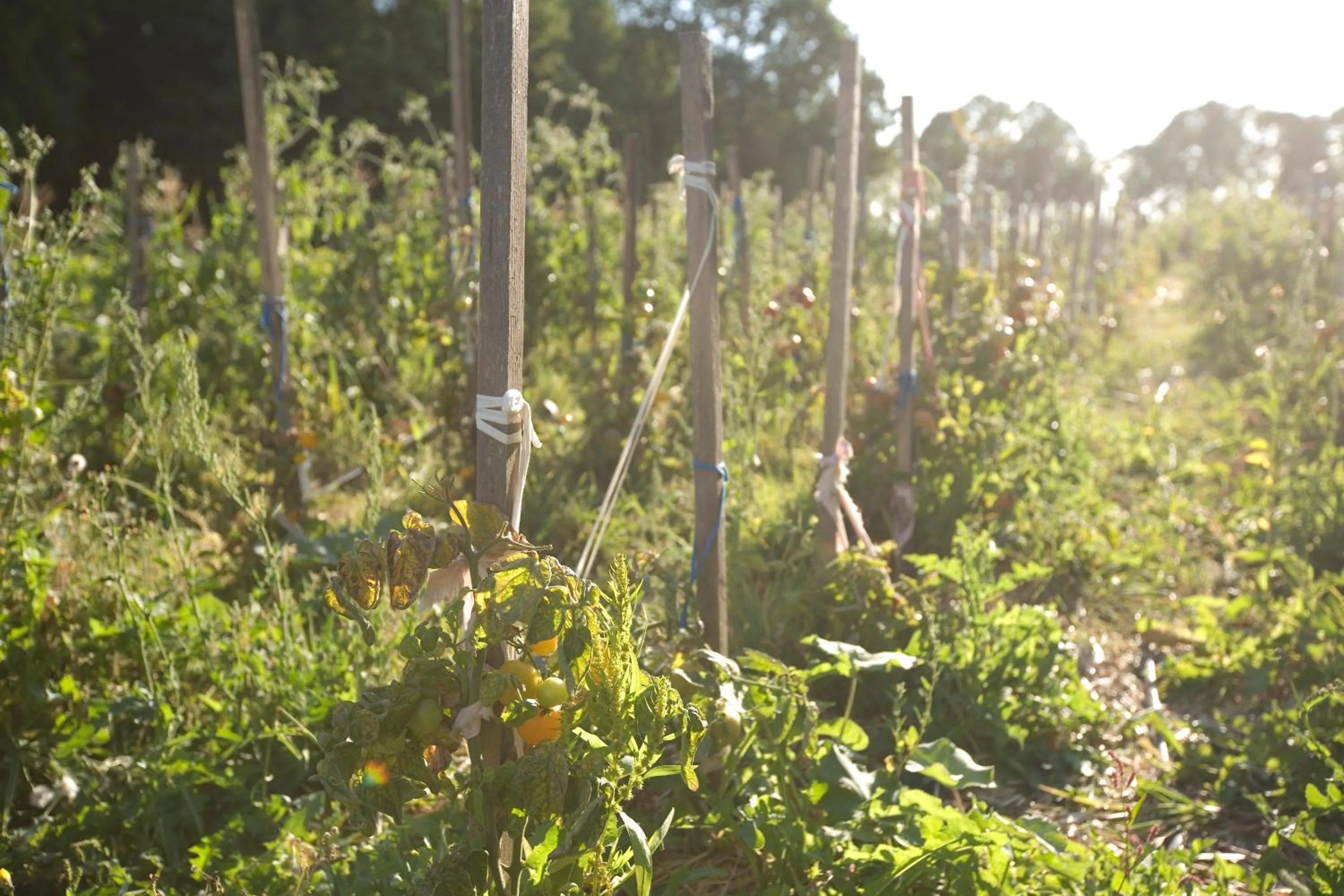 Natural landscape in Pałac Cieleśnica