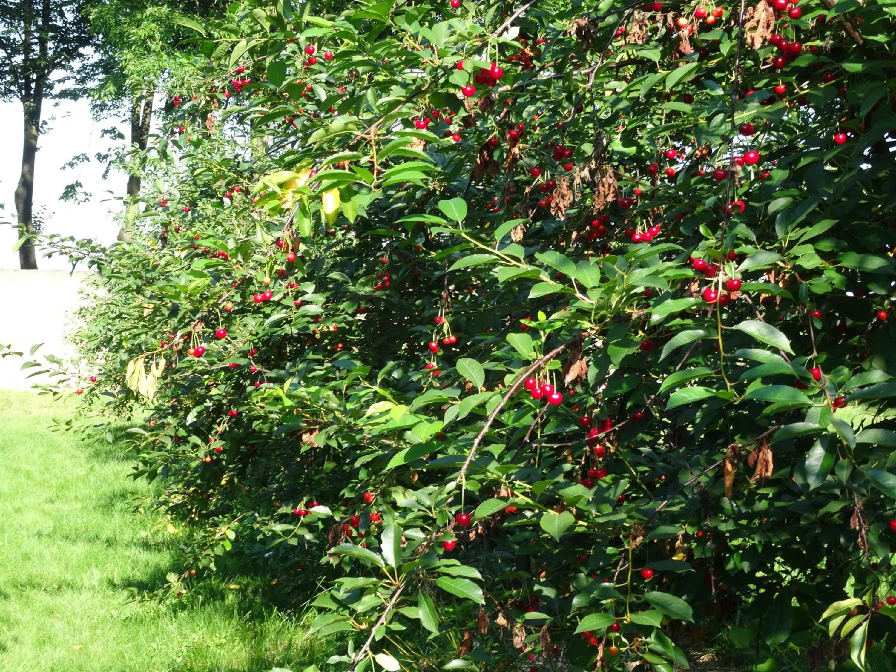 Natural landscape in Pałac Cieleśnica