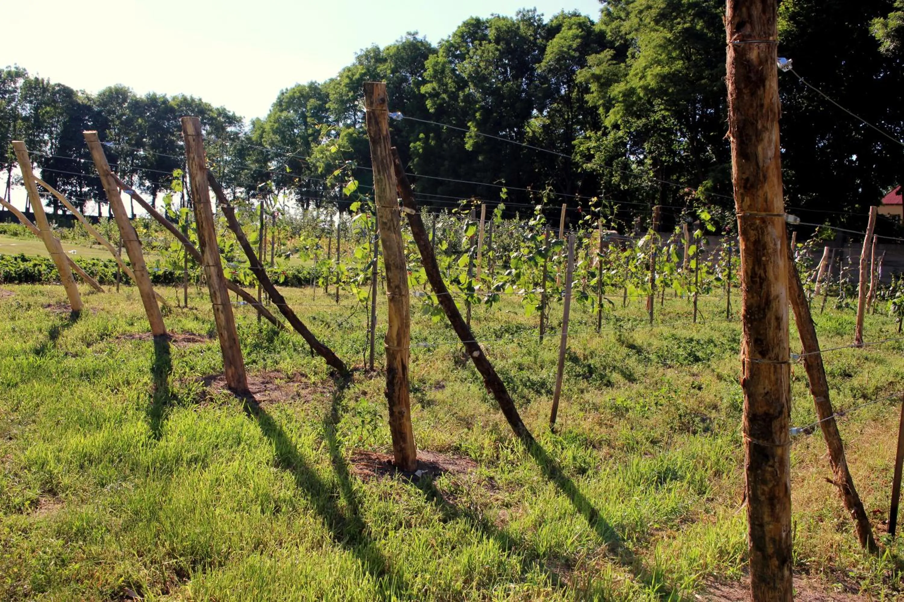 Summer in Pałac Cieleśnica