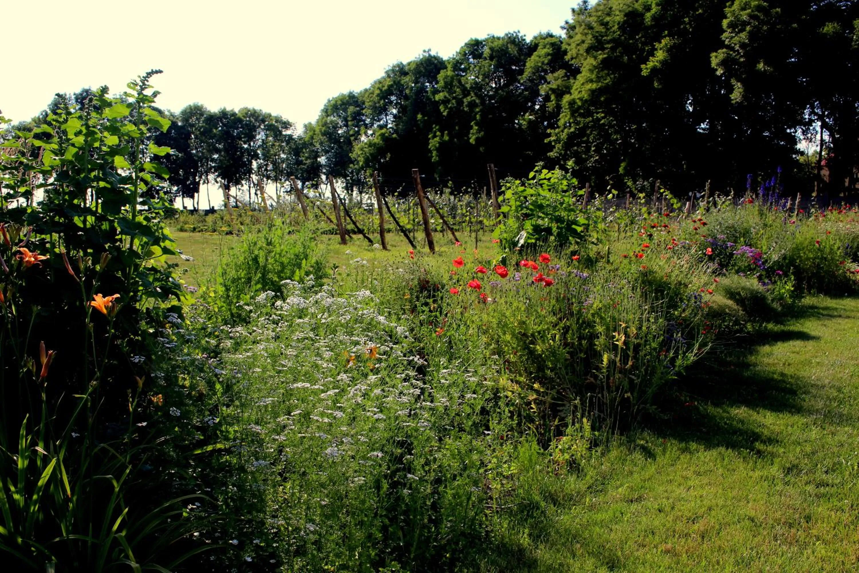 Summer in Pałac Cieleśnica
