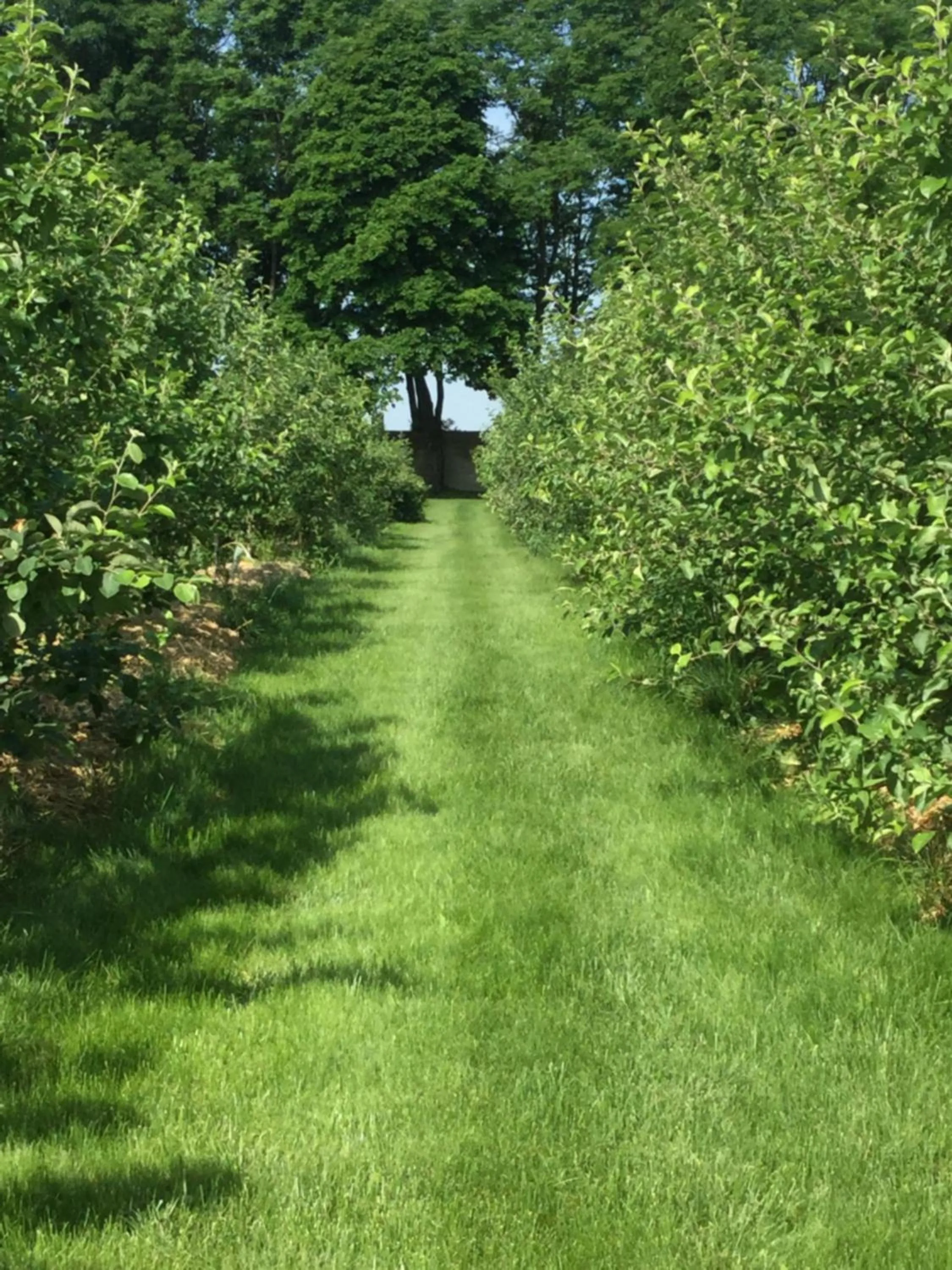 Natural landscape in Pałac Cieleśnica