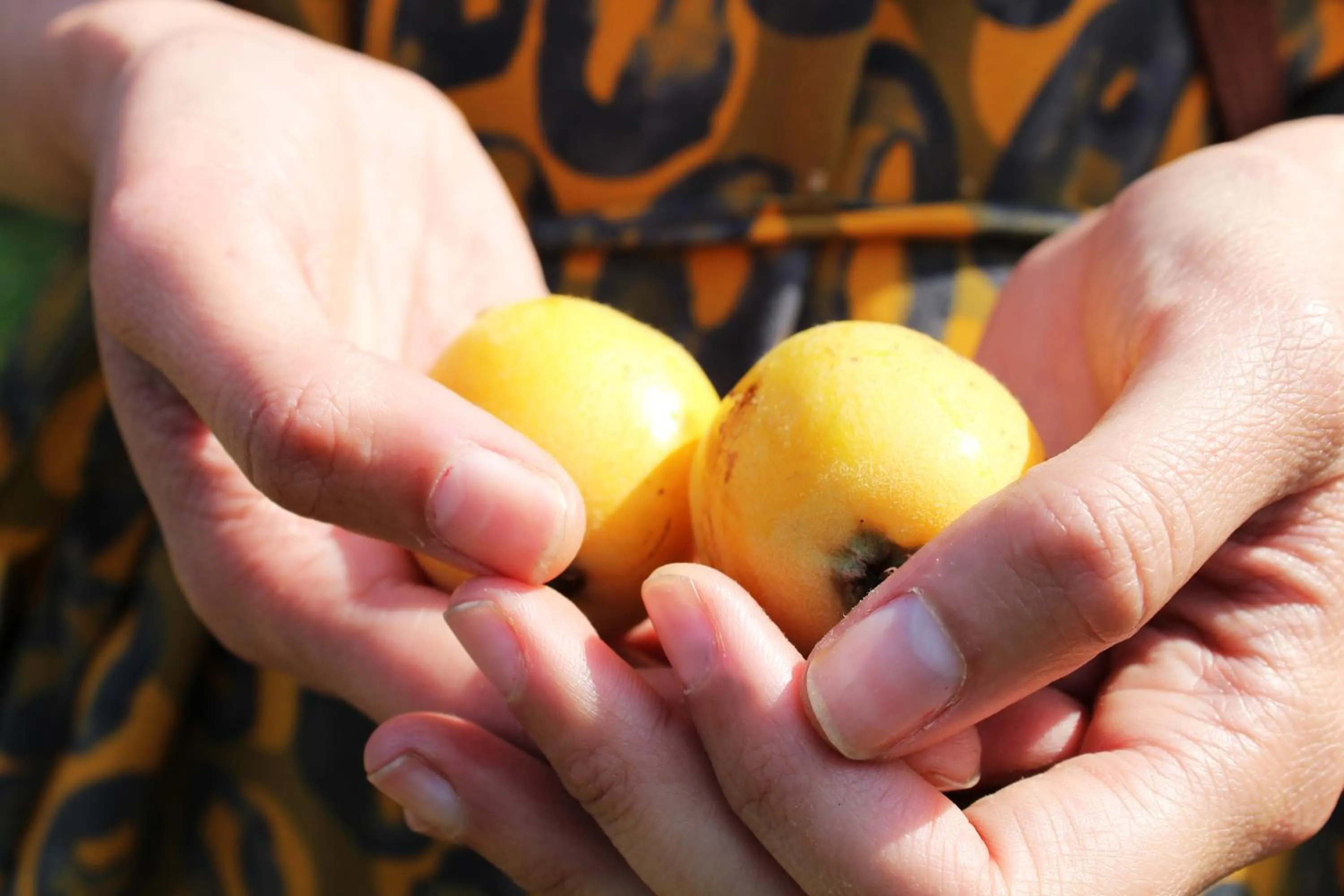 Garden in Moolmanshof 1798, Traditional Cape Dutch H-Shaped Farmhouse