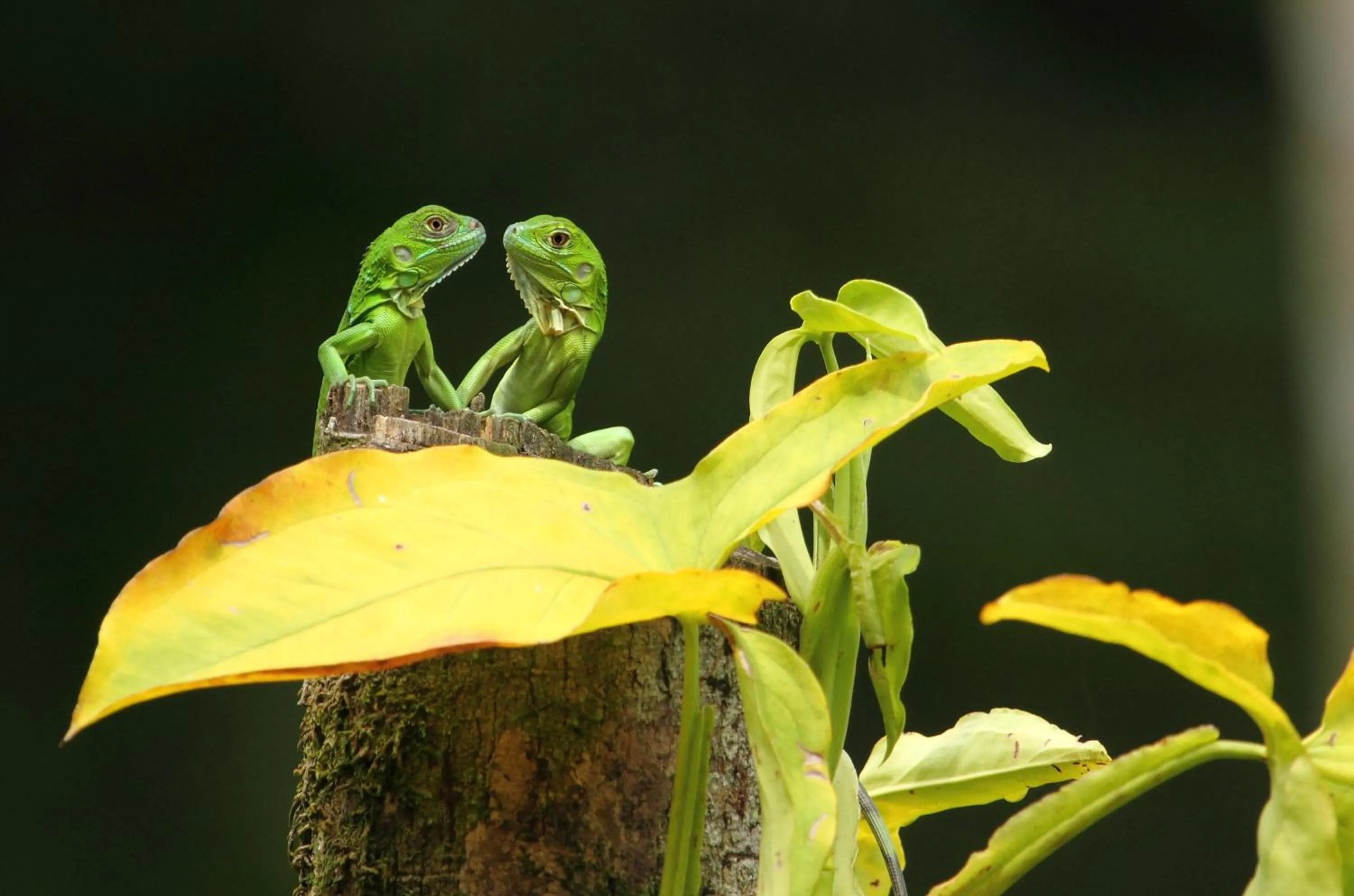 Animals in Hacienda La Isla Lodge