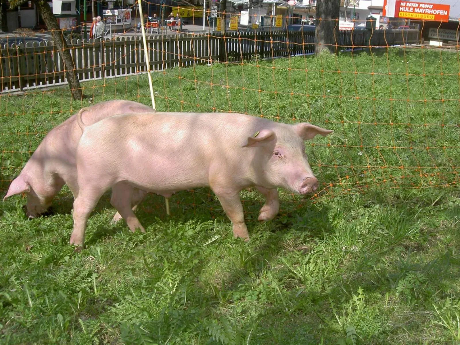 Animals in Apparthotel Ederfeld