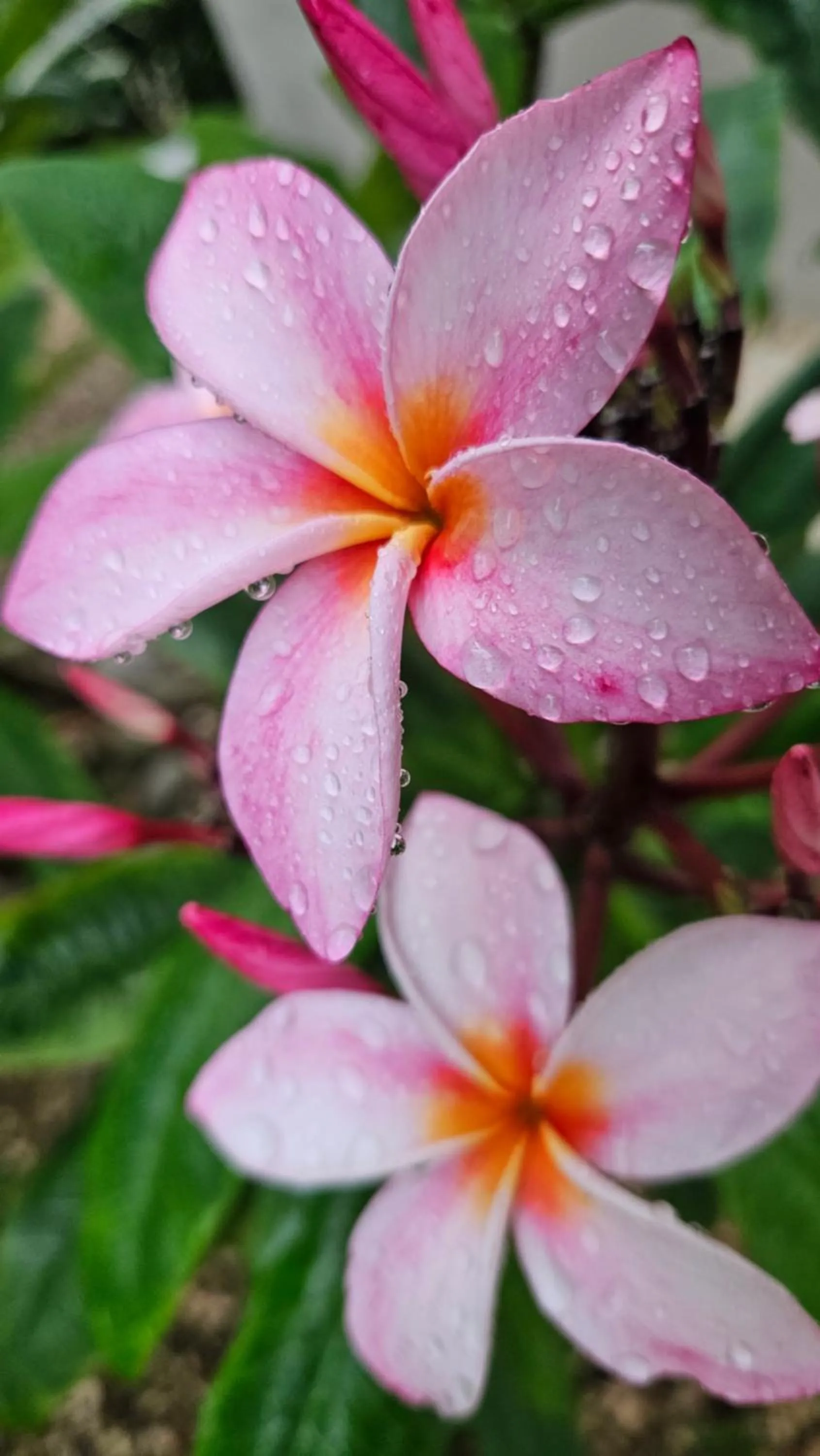 Garden in Vista Ballena