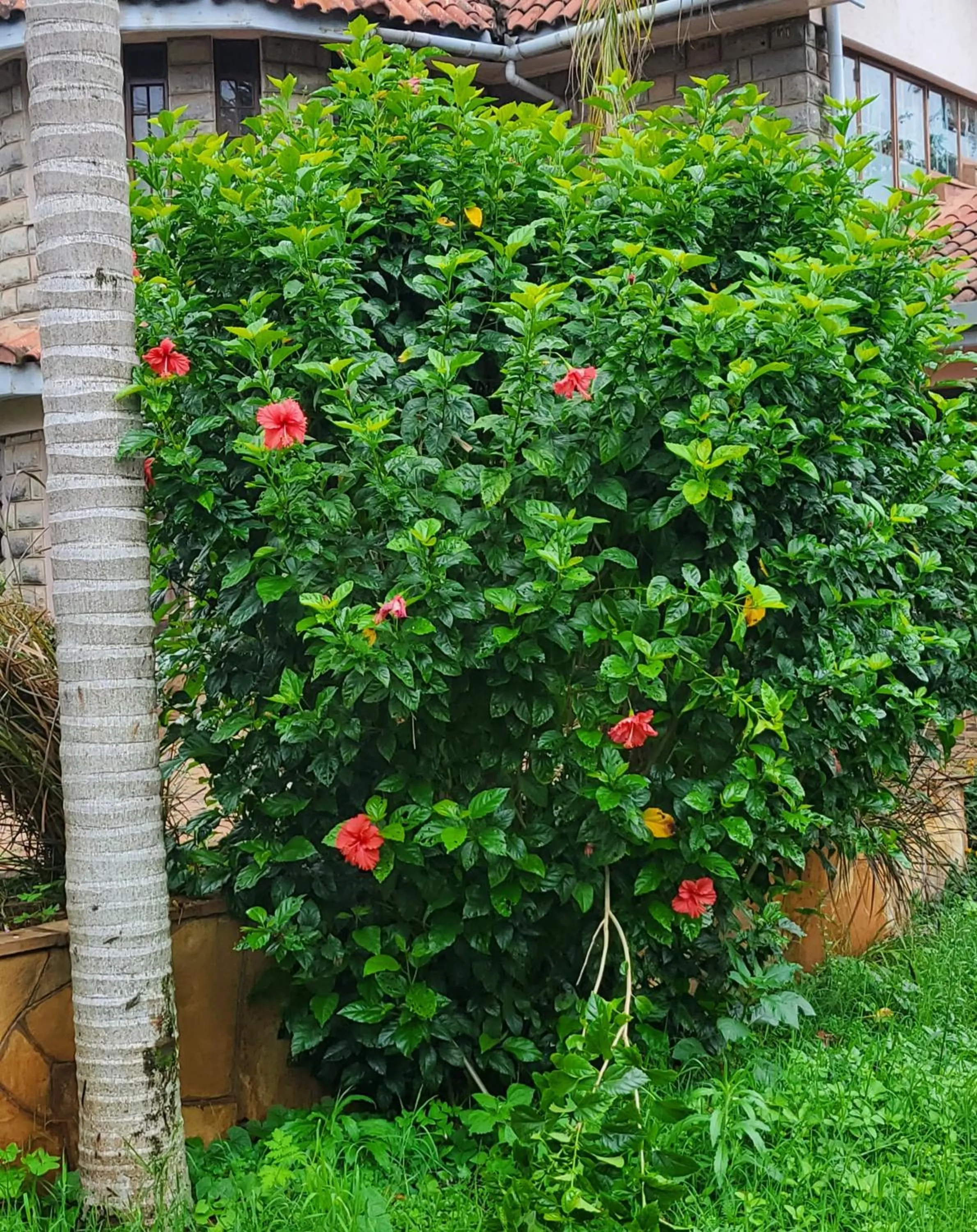 Garden view in Edaala Comfort - B&B