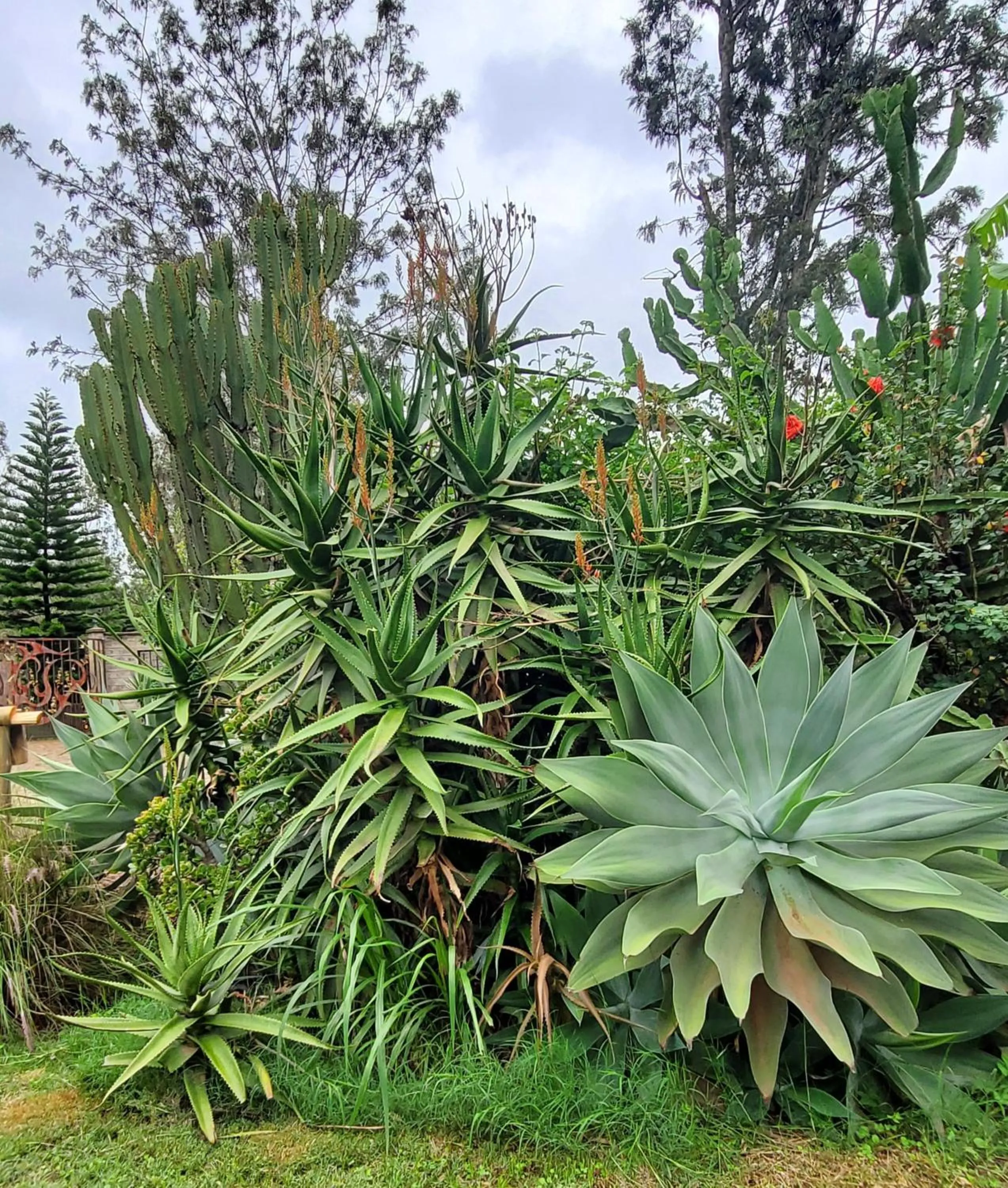 Garden view in Edaala Comfort - B&B