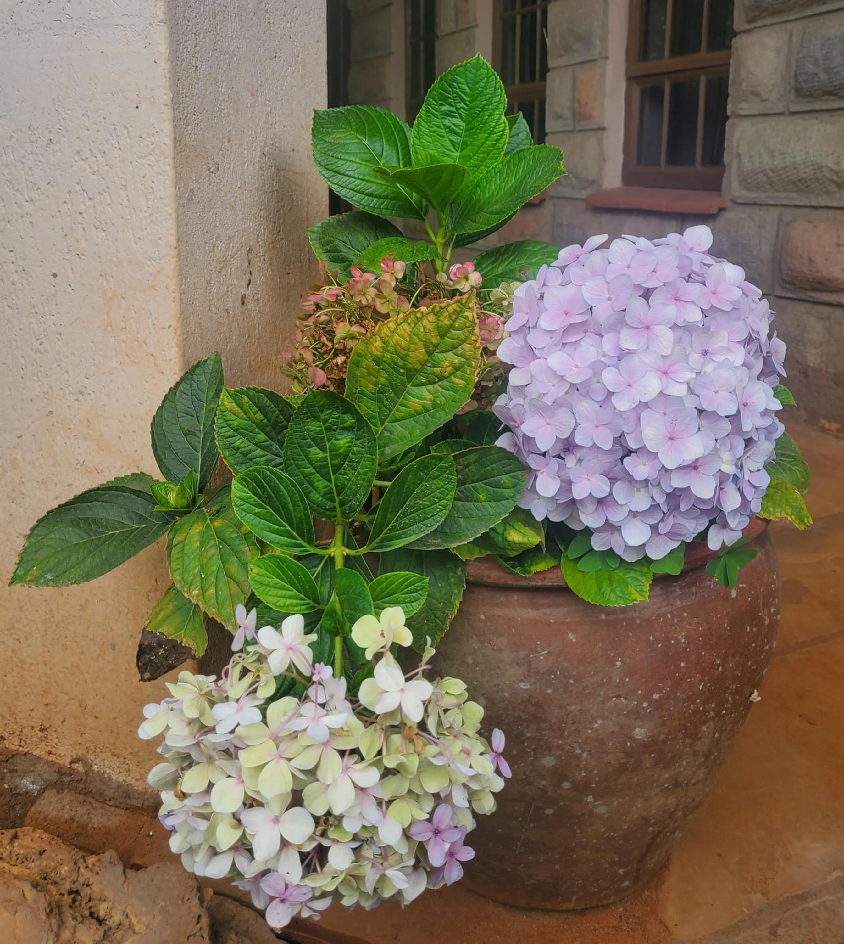 Garden in Edaala Comfort - B&B