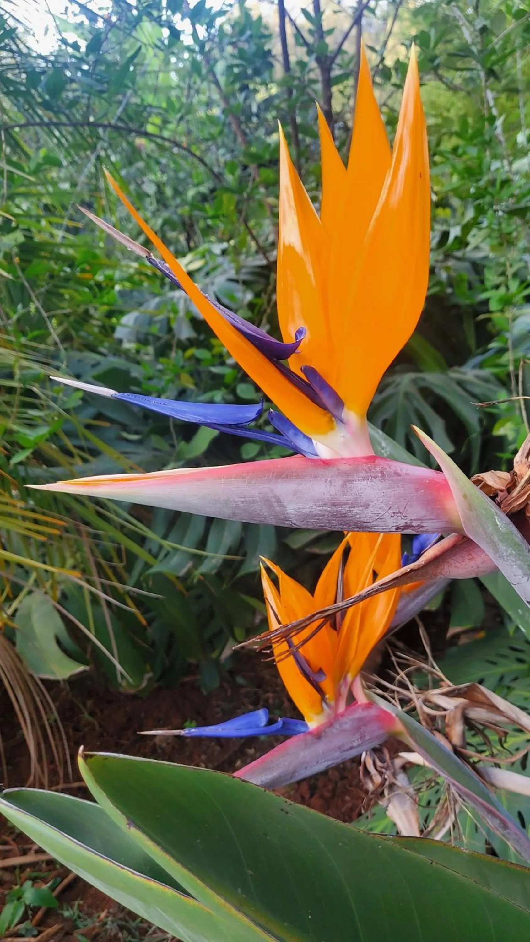 Edaala Comfort - B&B