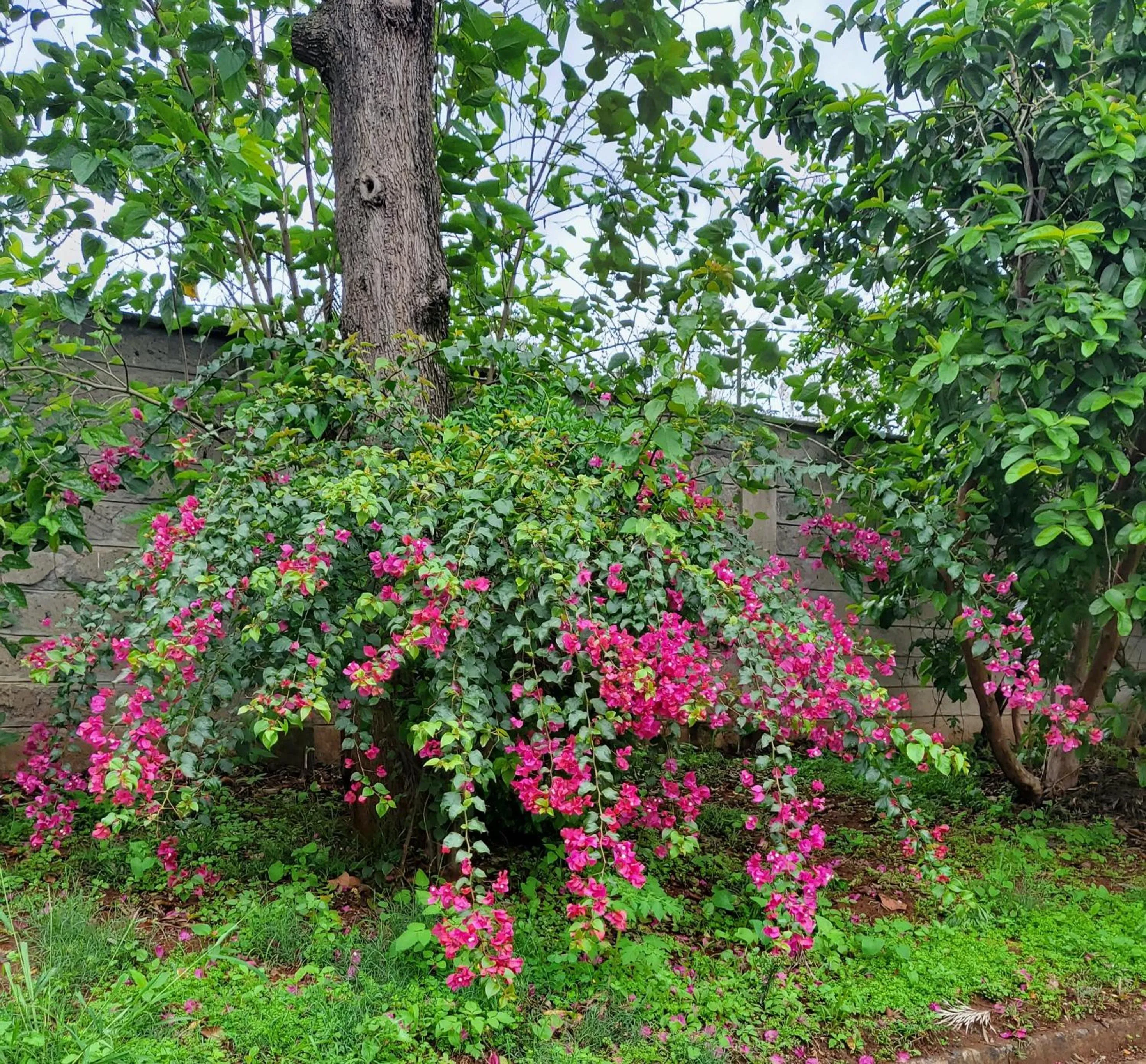 Garden view in Edaala Comfort - B&B