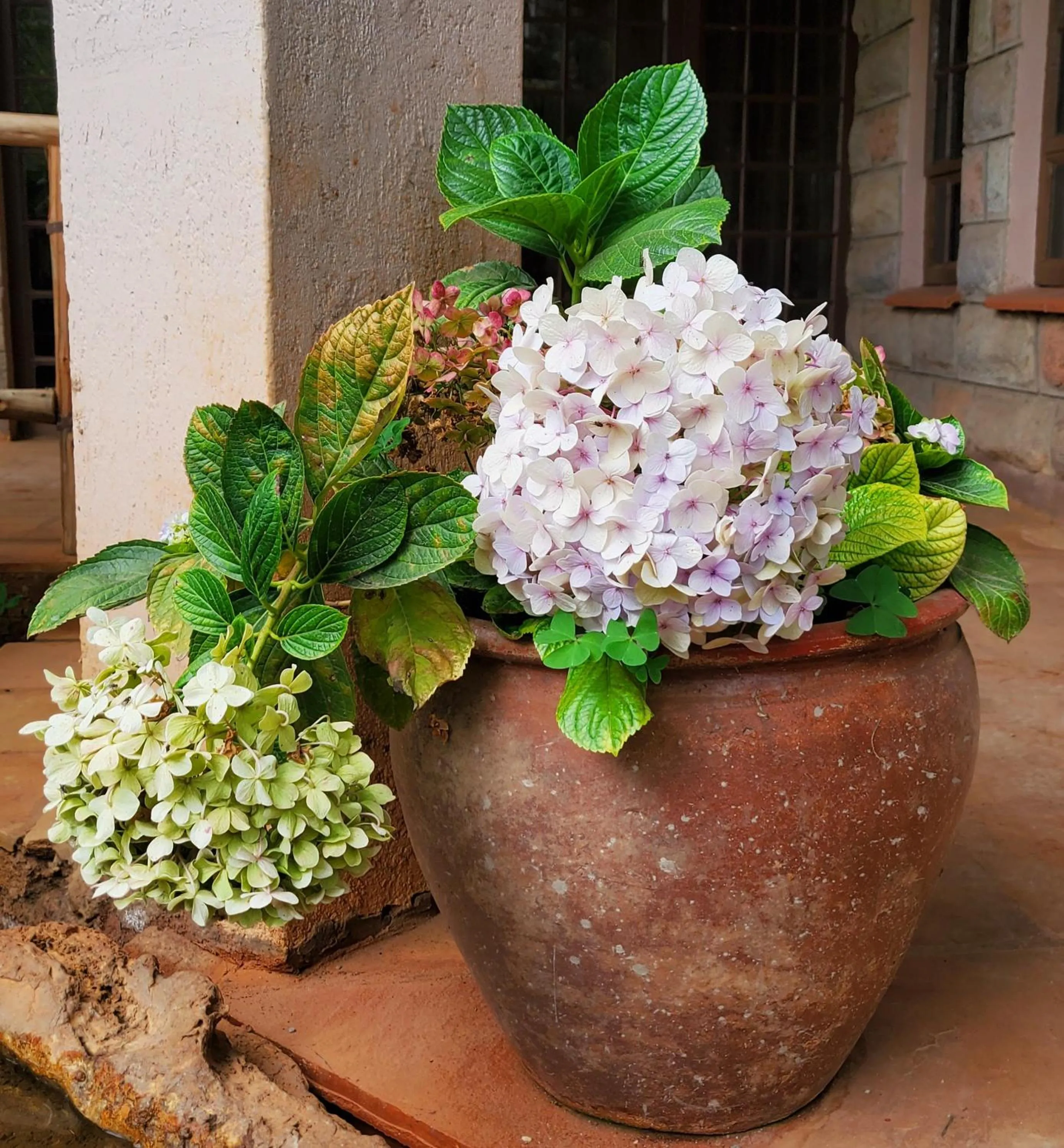 Garden view in Edaala Comfort - B&B