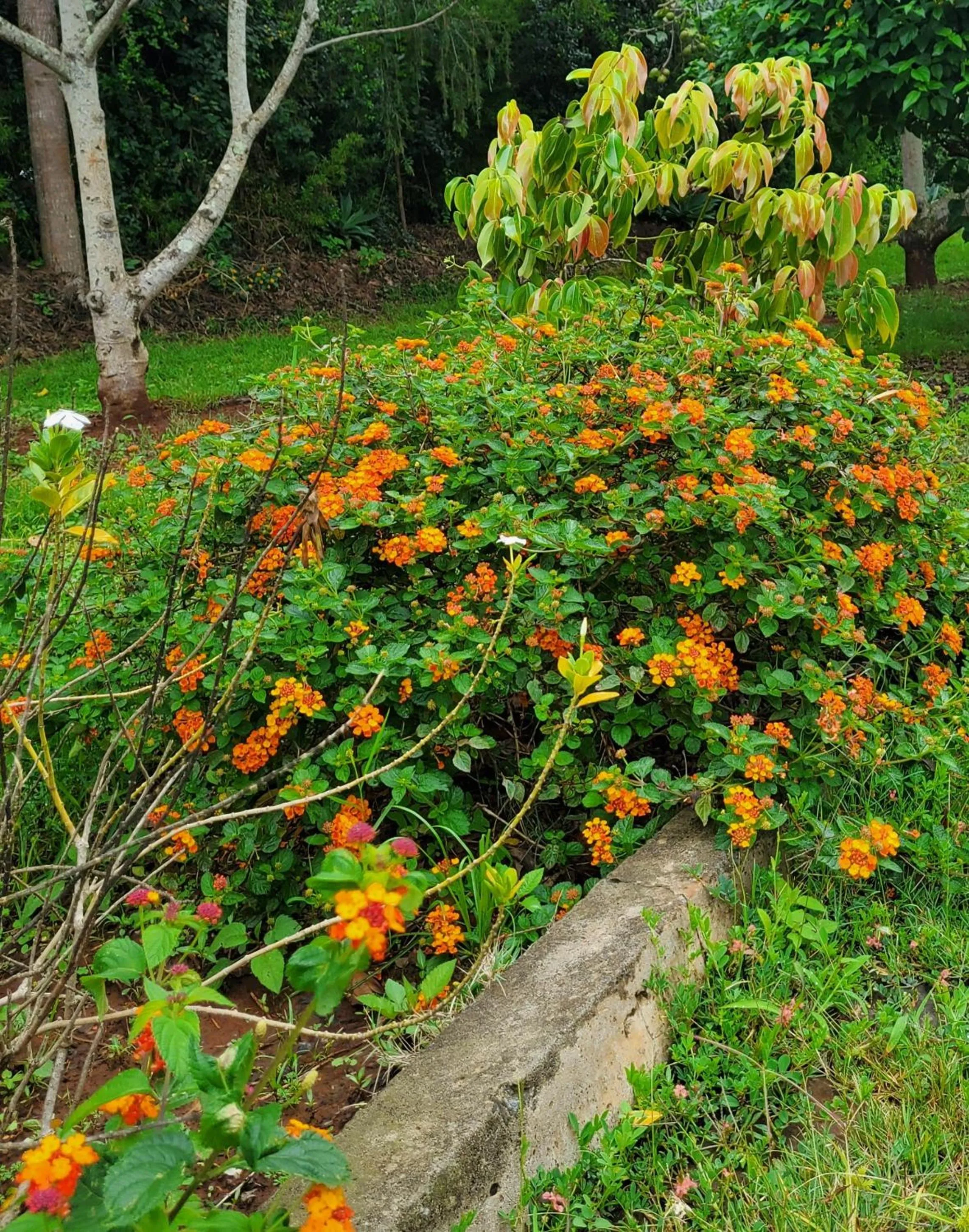 Garden view in Edaala Comfort - B&B