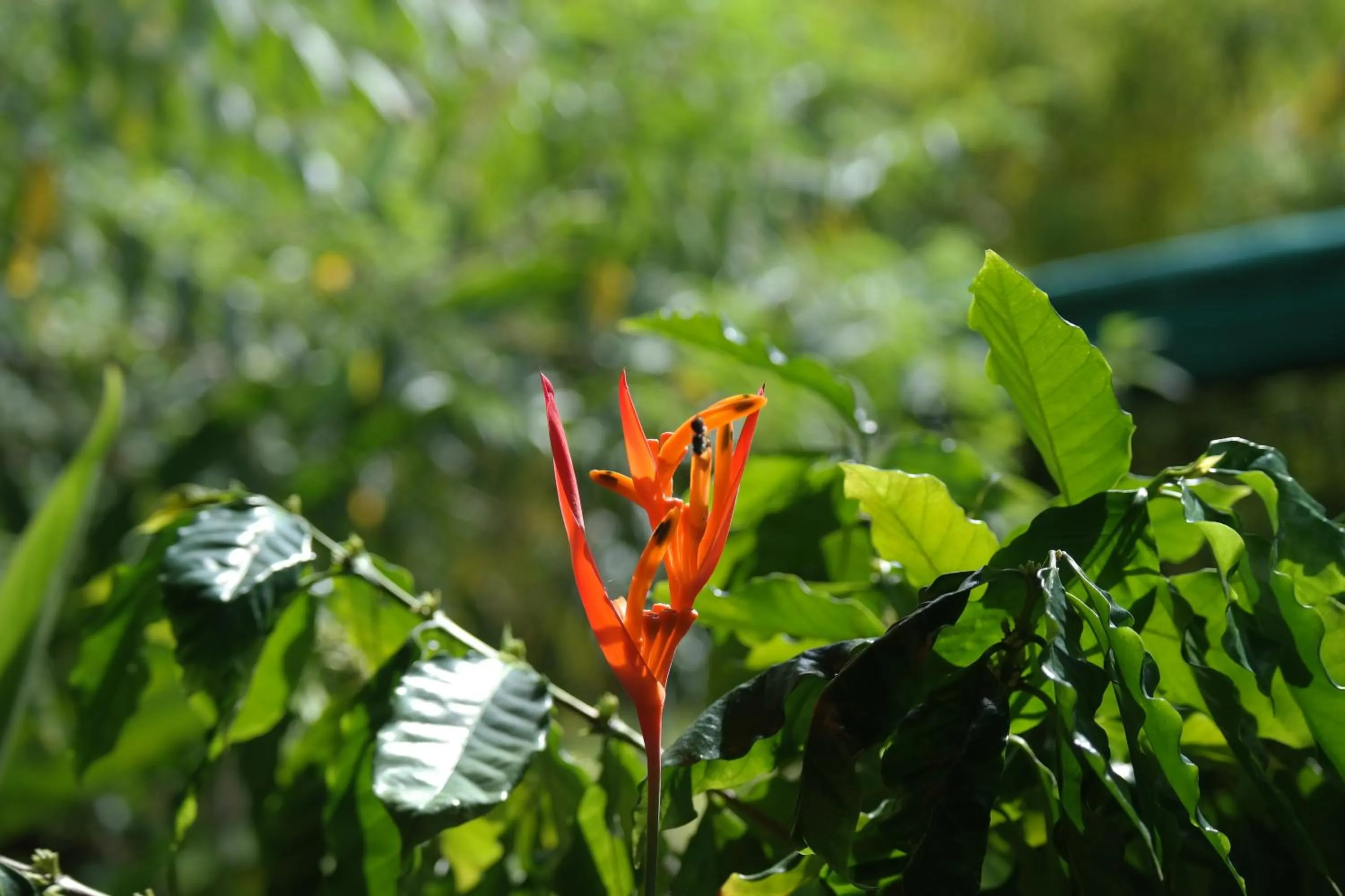 Garden view in Ranchos Remo Lodge