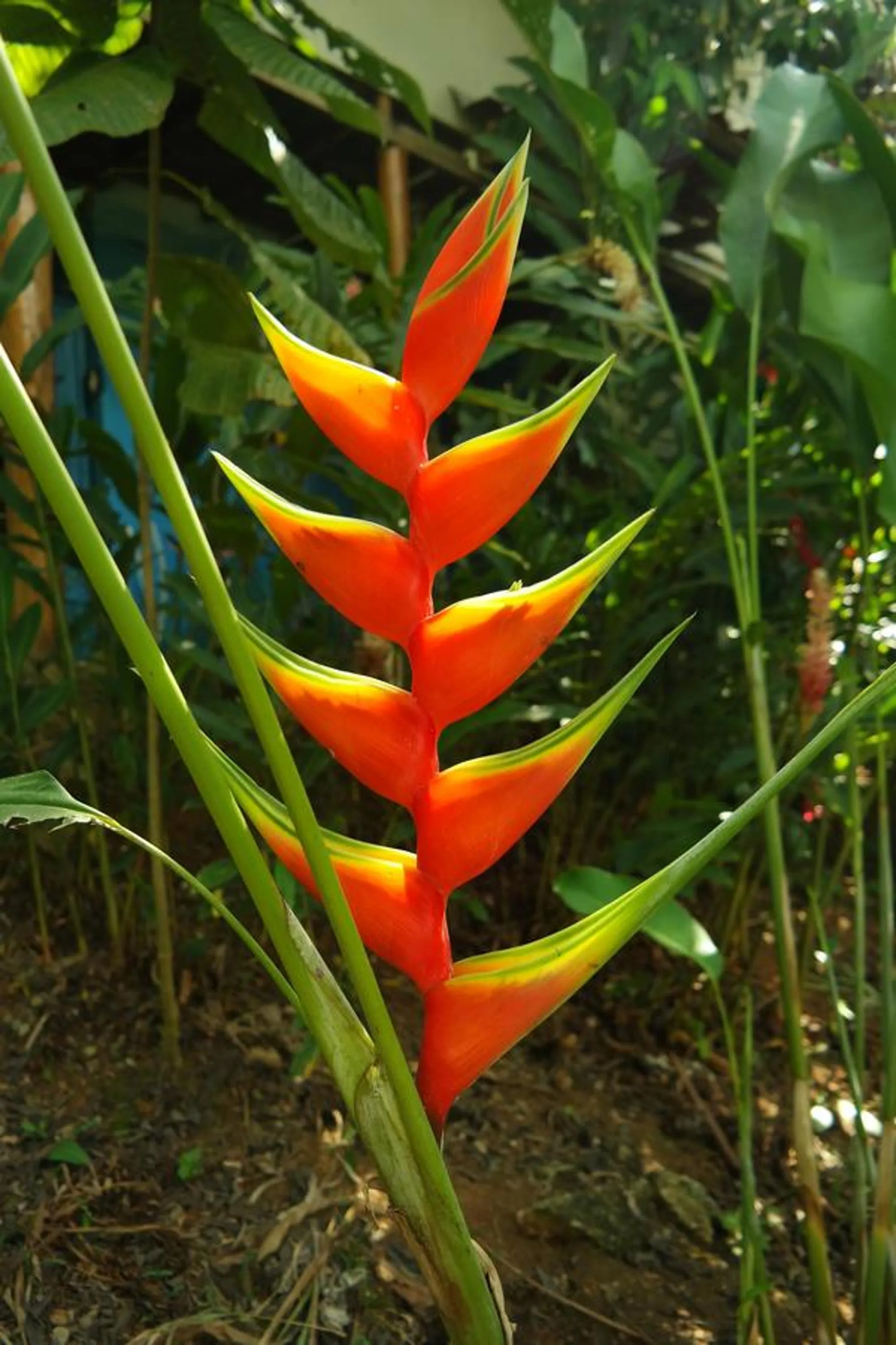 Garden in Ranchos Remo Lodge