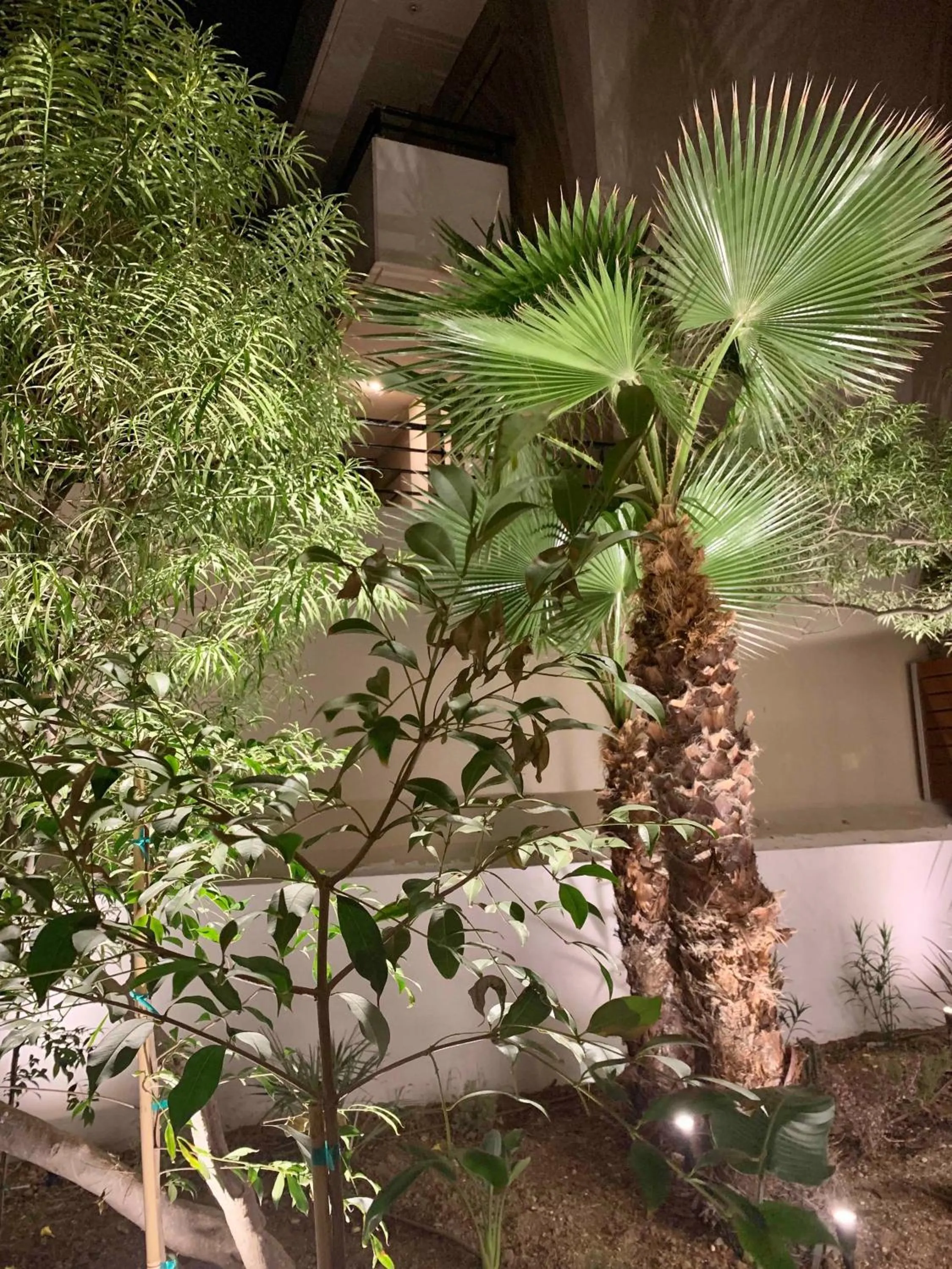 Garden in Pavo Art Hotel