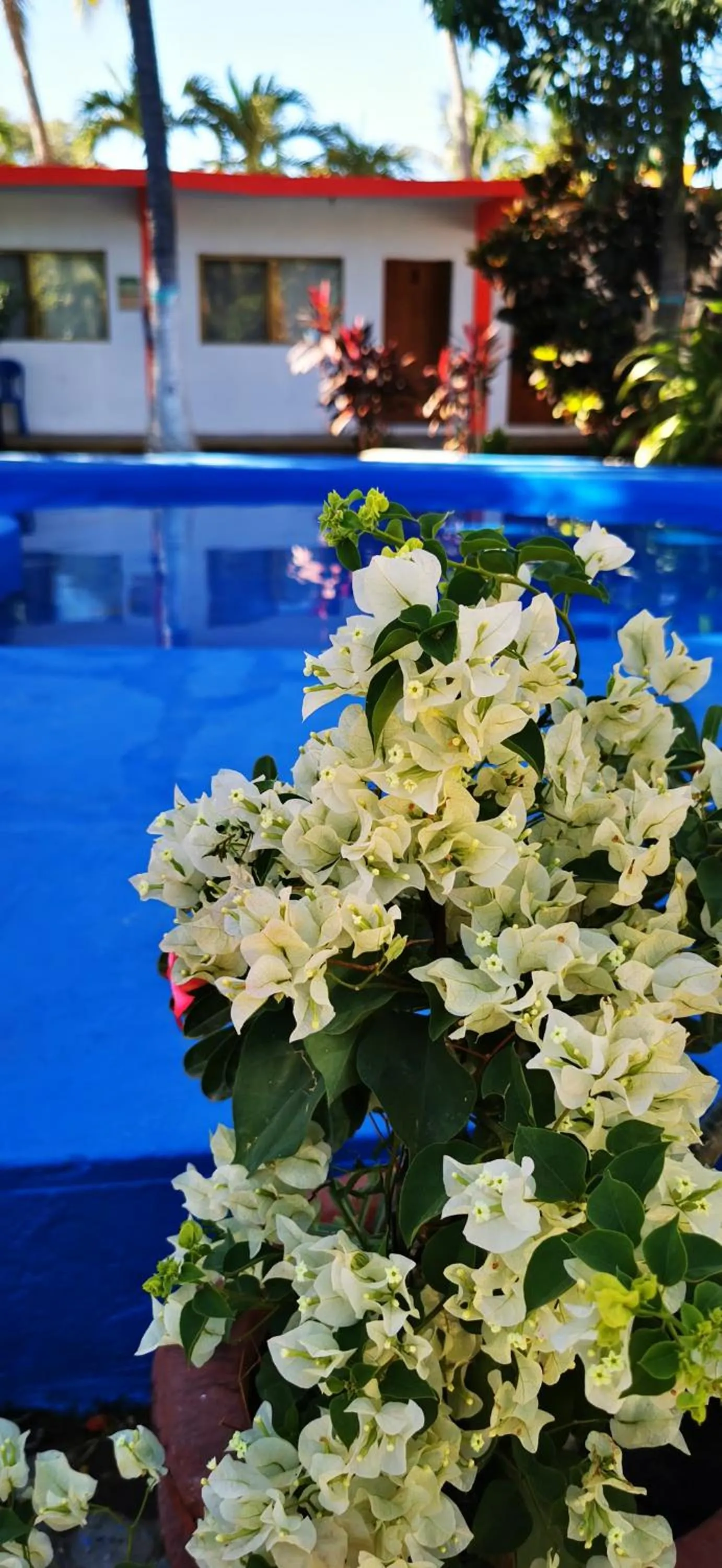 Pool view in Hotel Oasis Melaque