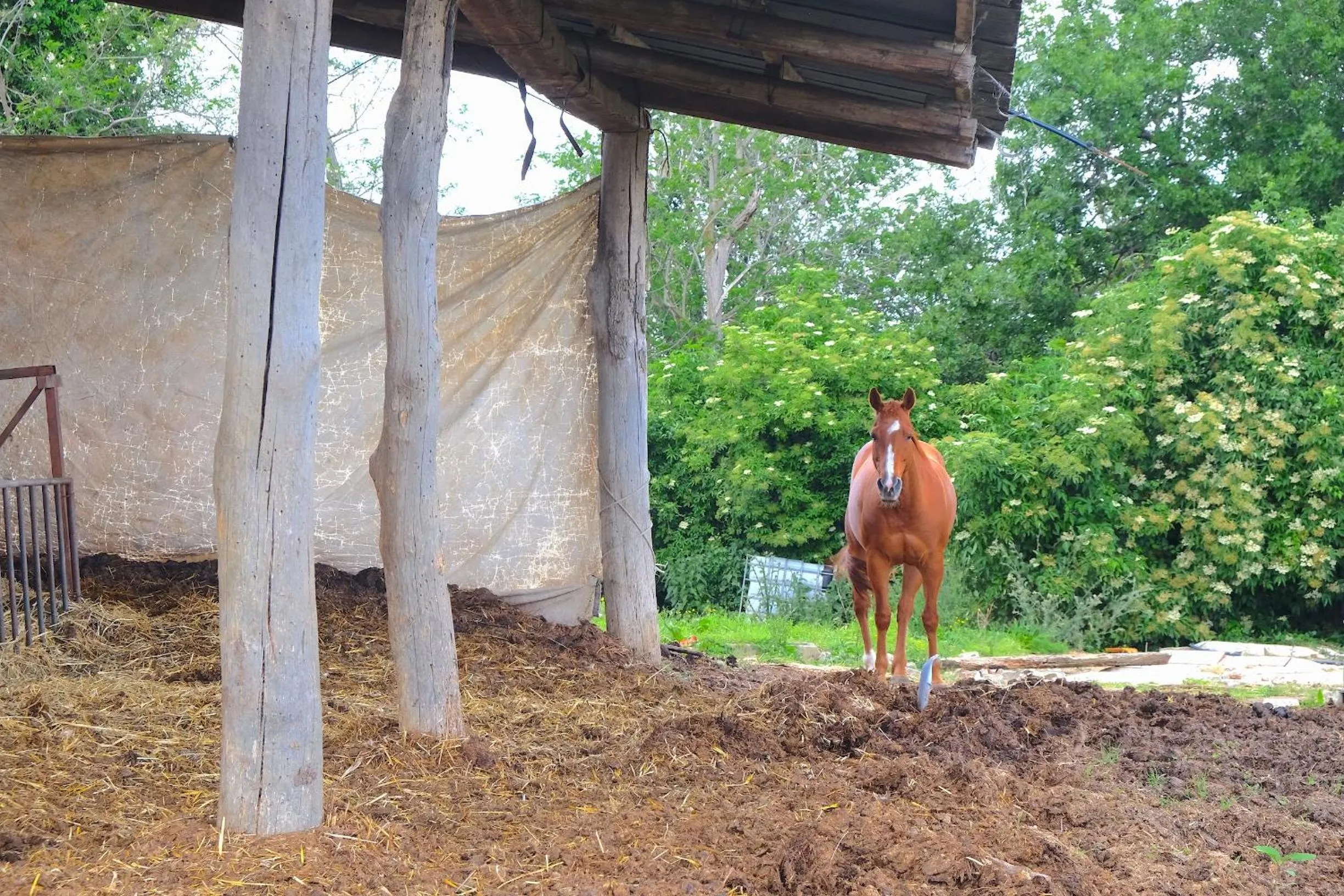 Animals in B&B Parco dei cavalli