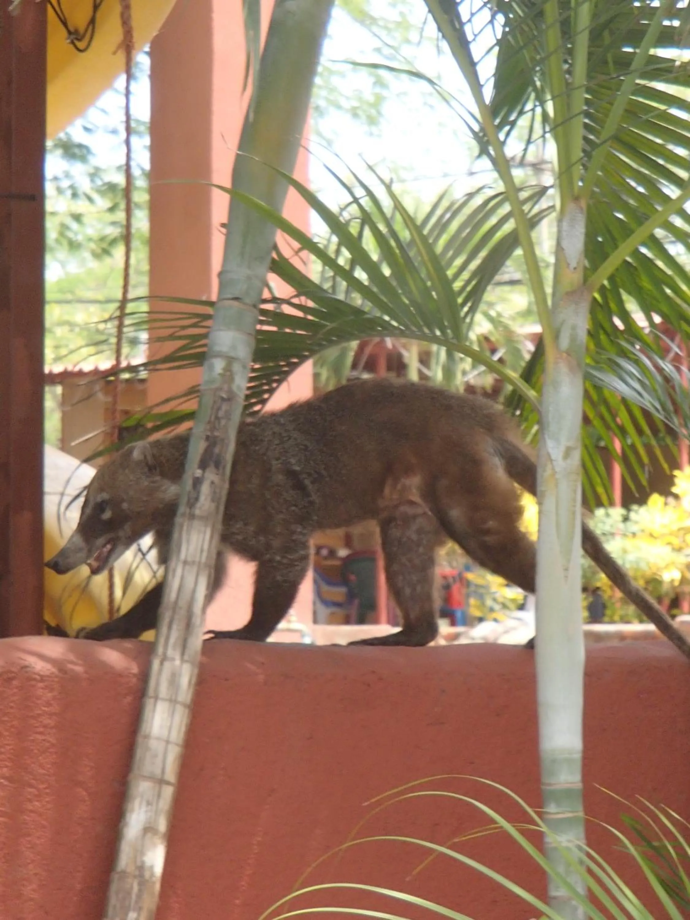 Garden in Conchal Hotel