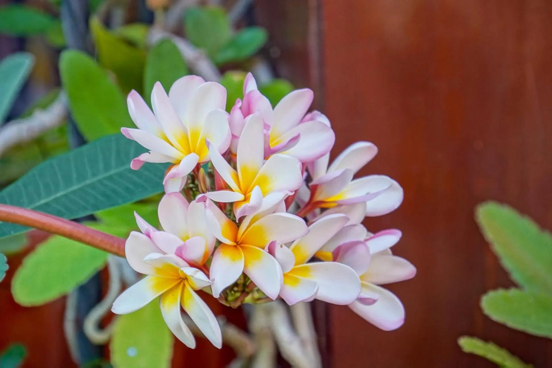 Garden view in Conchal Hotel