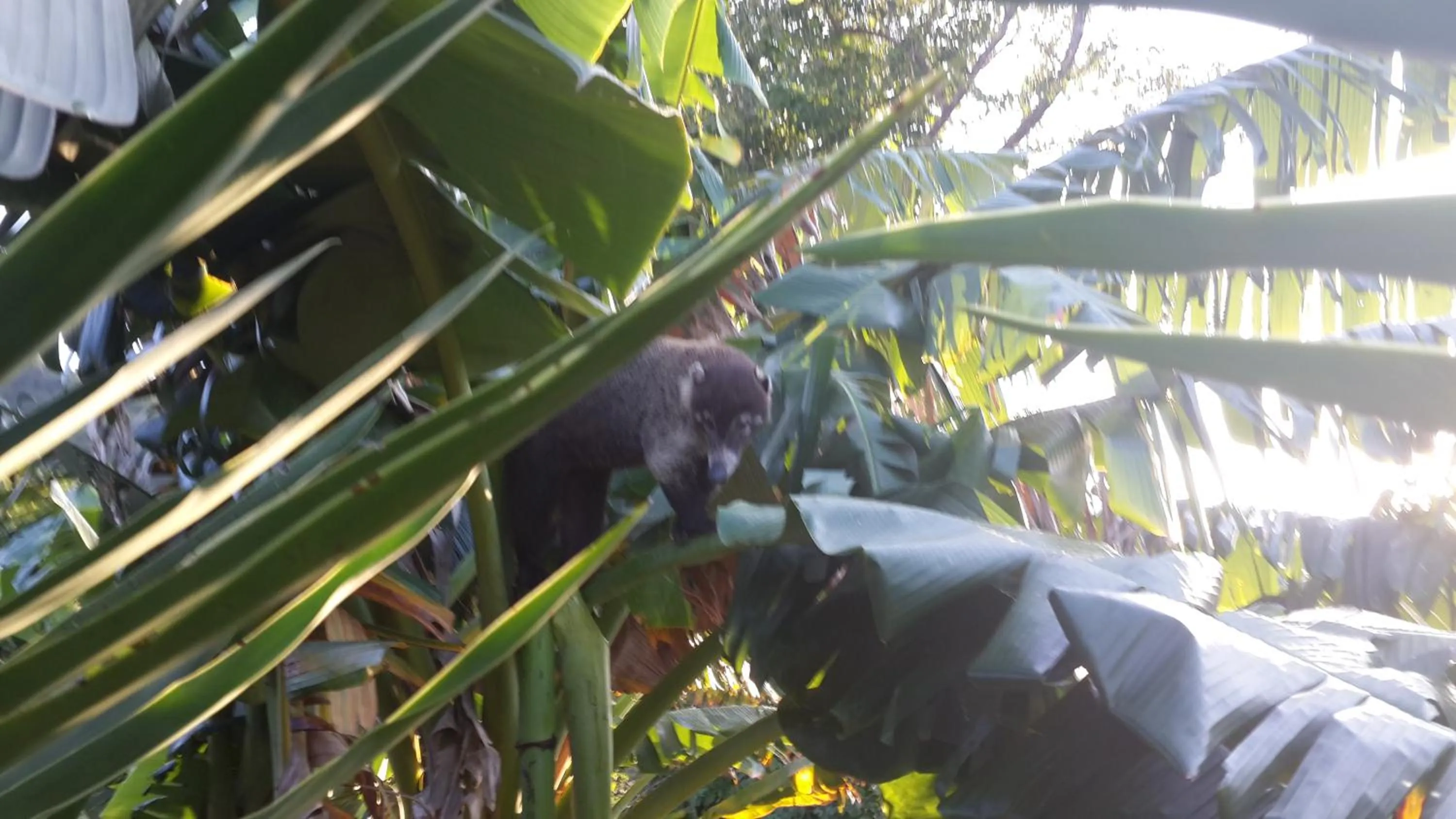 Garden in Barracuda apartments