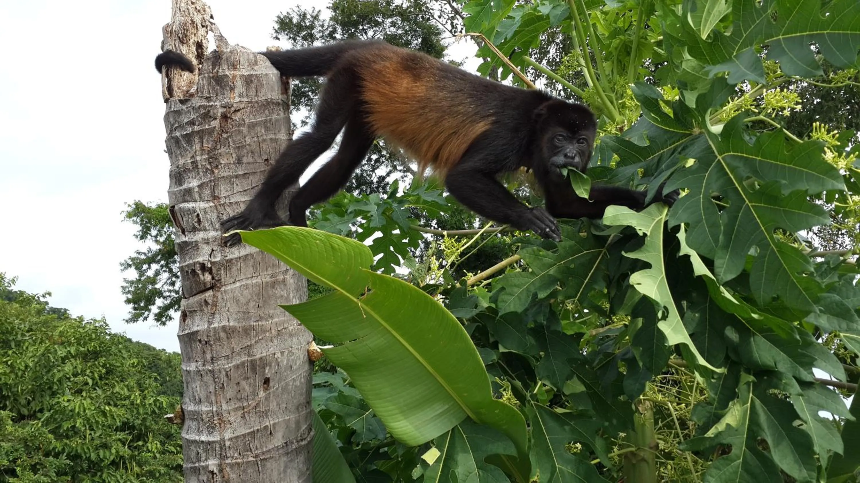 Animals in Barracuda apartments