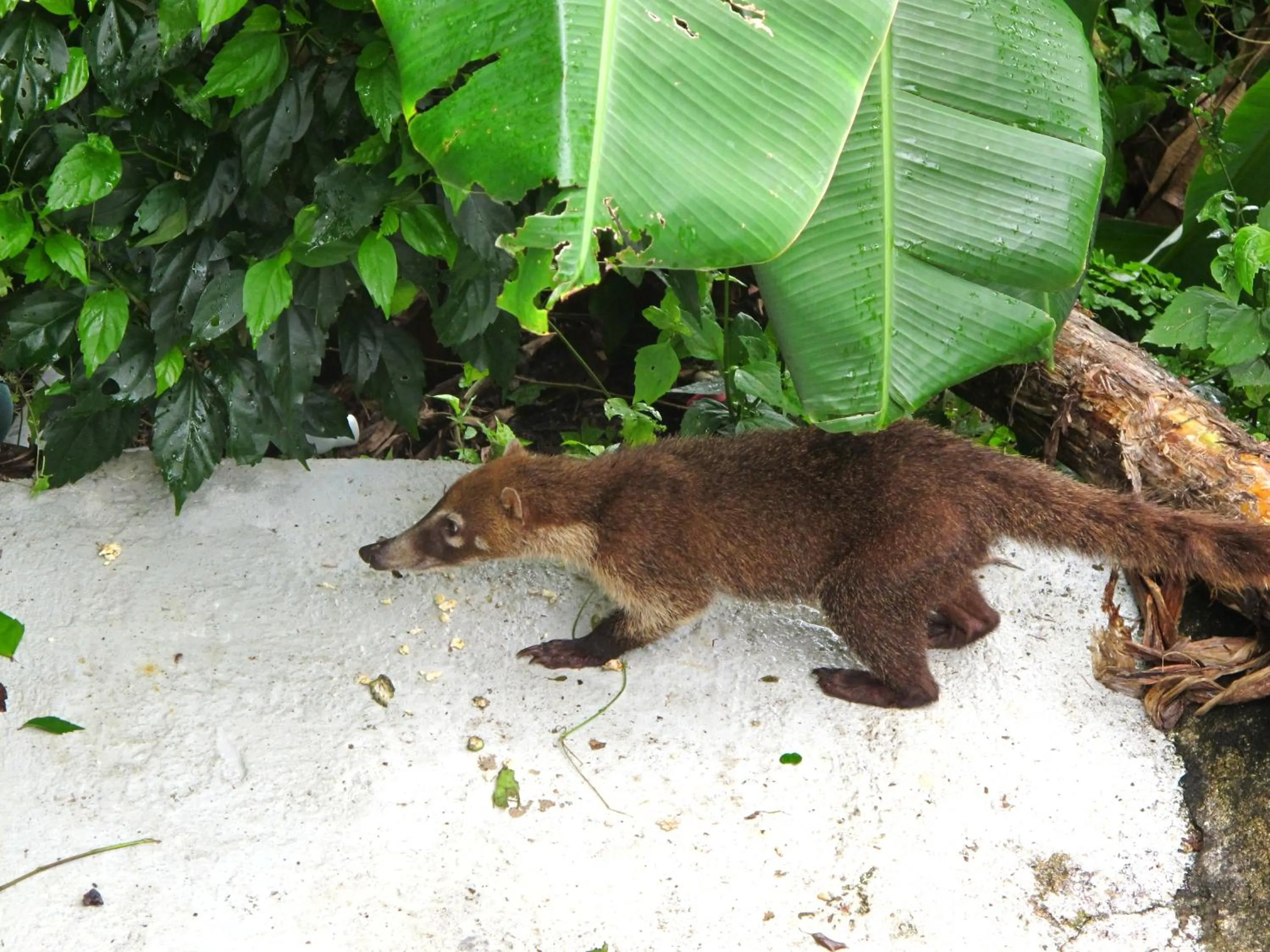 Animals in Barracuda apartments