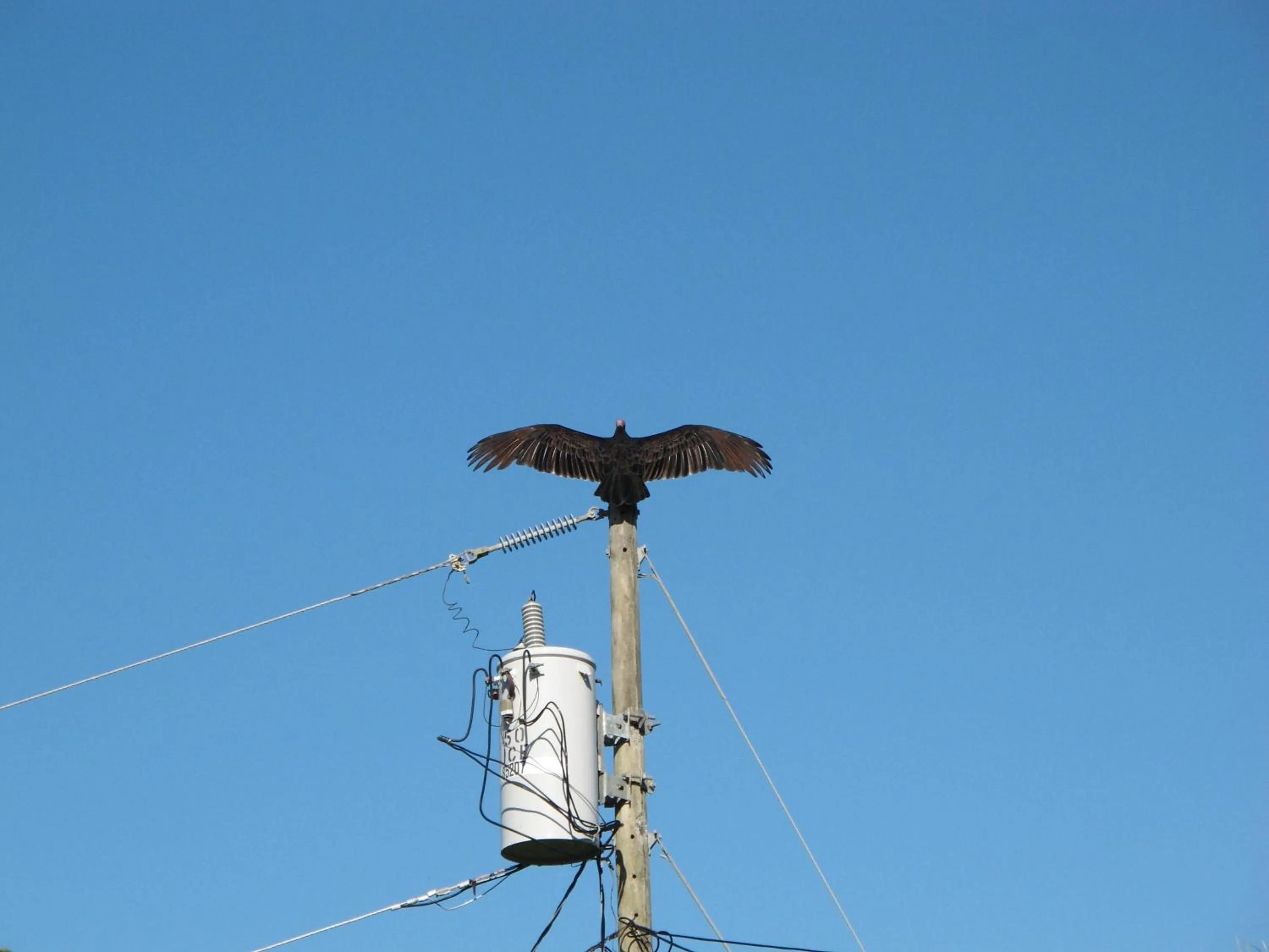 Animals in Barracuda apartments
