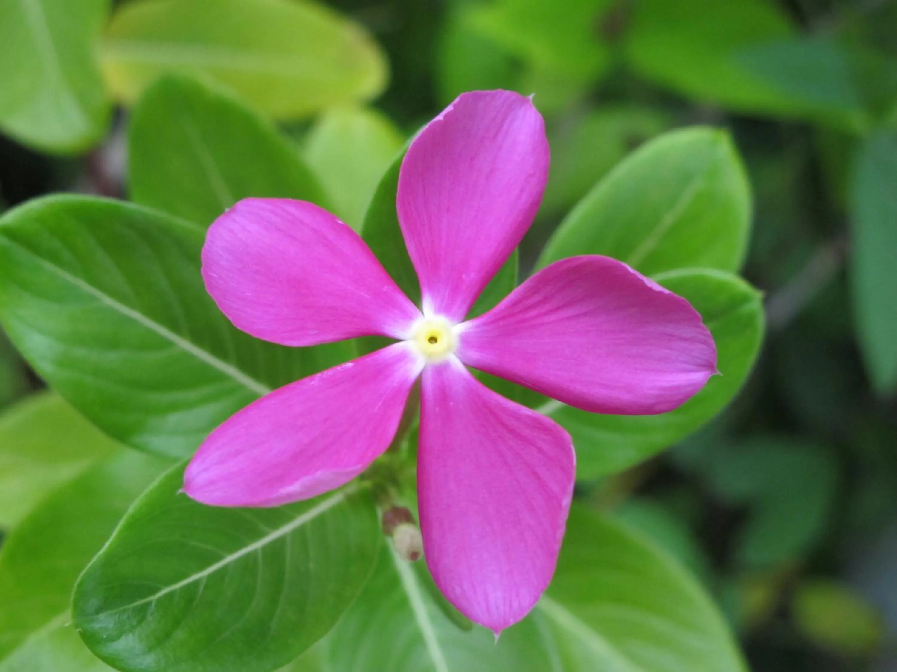 Garden in Barracuda apartments