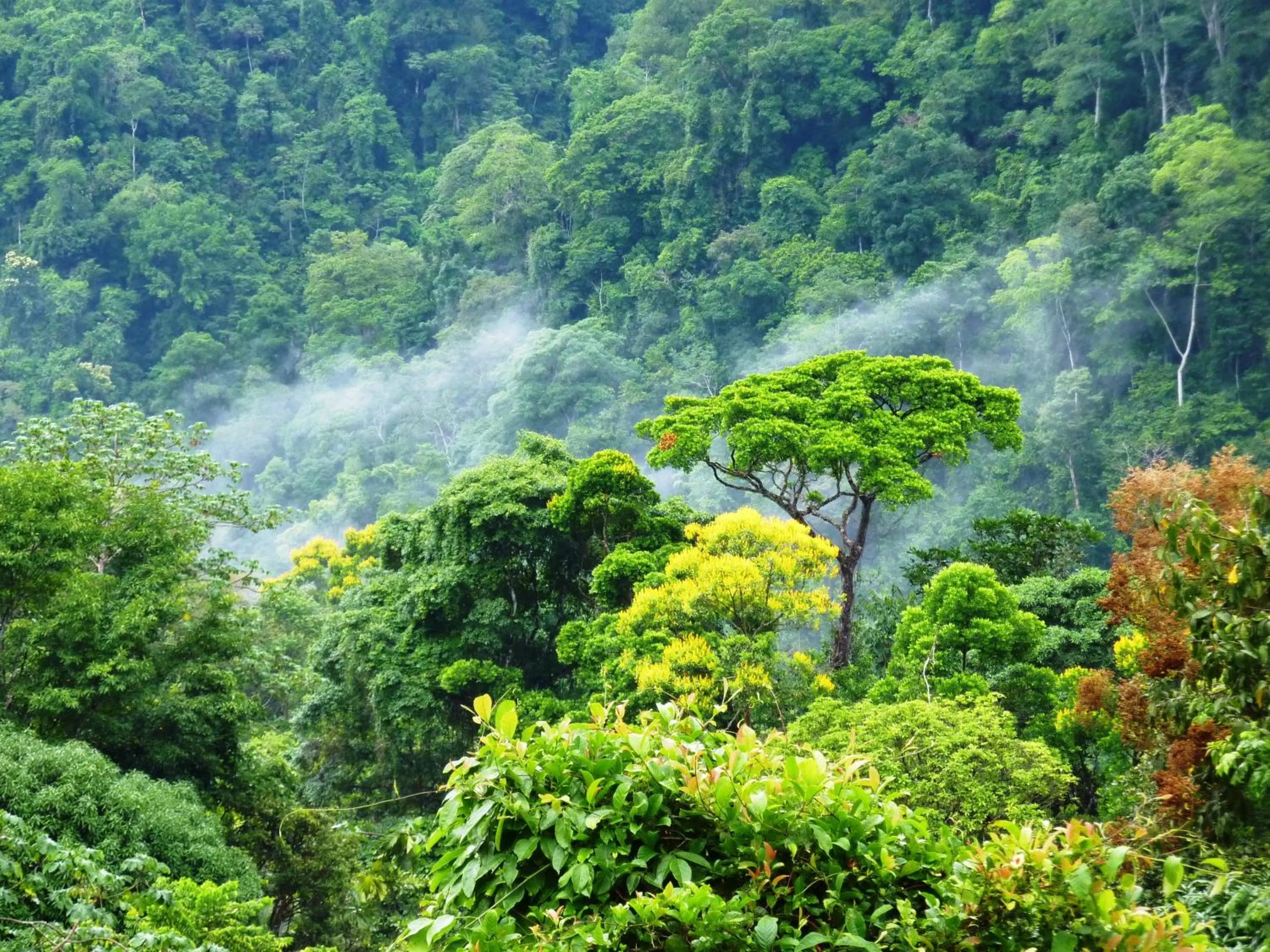 Natural landscape in Luna Lodge